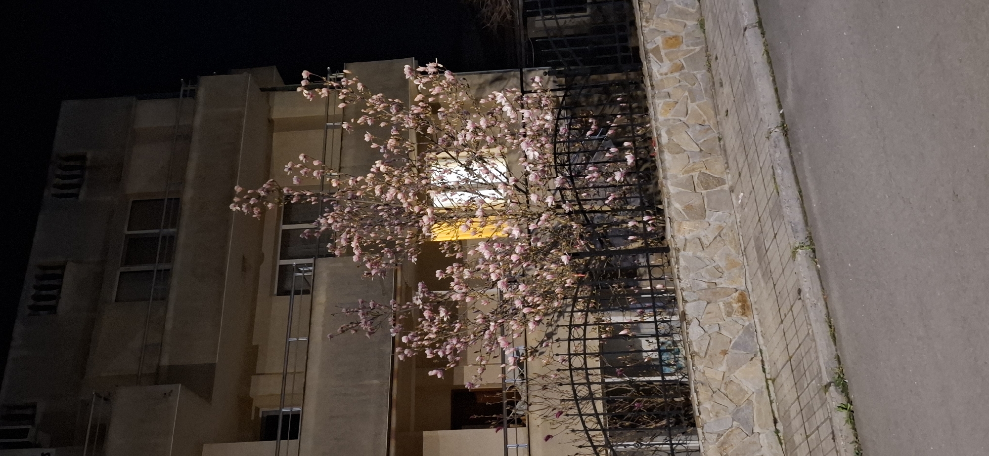 The image displays a nighttime street scene in Burgas, Bulgaria. A prominent, medium-sized tree, densely covered in light pink blossoms typical of a magnolia, is centrally positioned. It stands behind a low perimeter wall constructed from irregularly shaped, light-colored natural stone, topped with a dark, ornate metal fence. In the background, a beige-colored, multi-story building features several balconies with thin metal railings and multiple windows, most appearing dark. One window on a lower floor emits a distinct bright yellow light. The foreground consists of a paved sidewalk made of square, light-colored tiles, bordered by a concrete curb that separates it from a gray asphalt road. No individuals, animals, or vehicles are present in the frame. Artificial lighting illuminates the tree and parts of the building facade against a completely dark night sky.