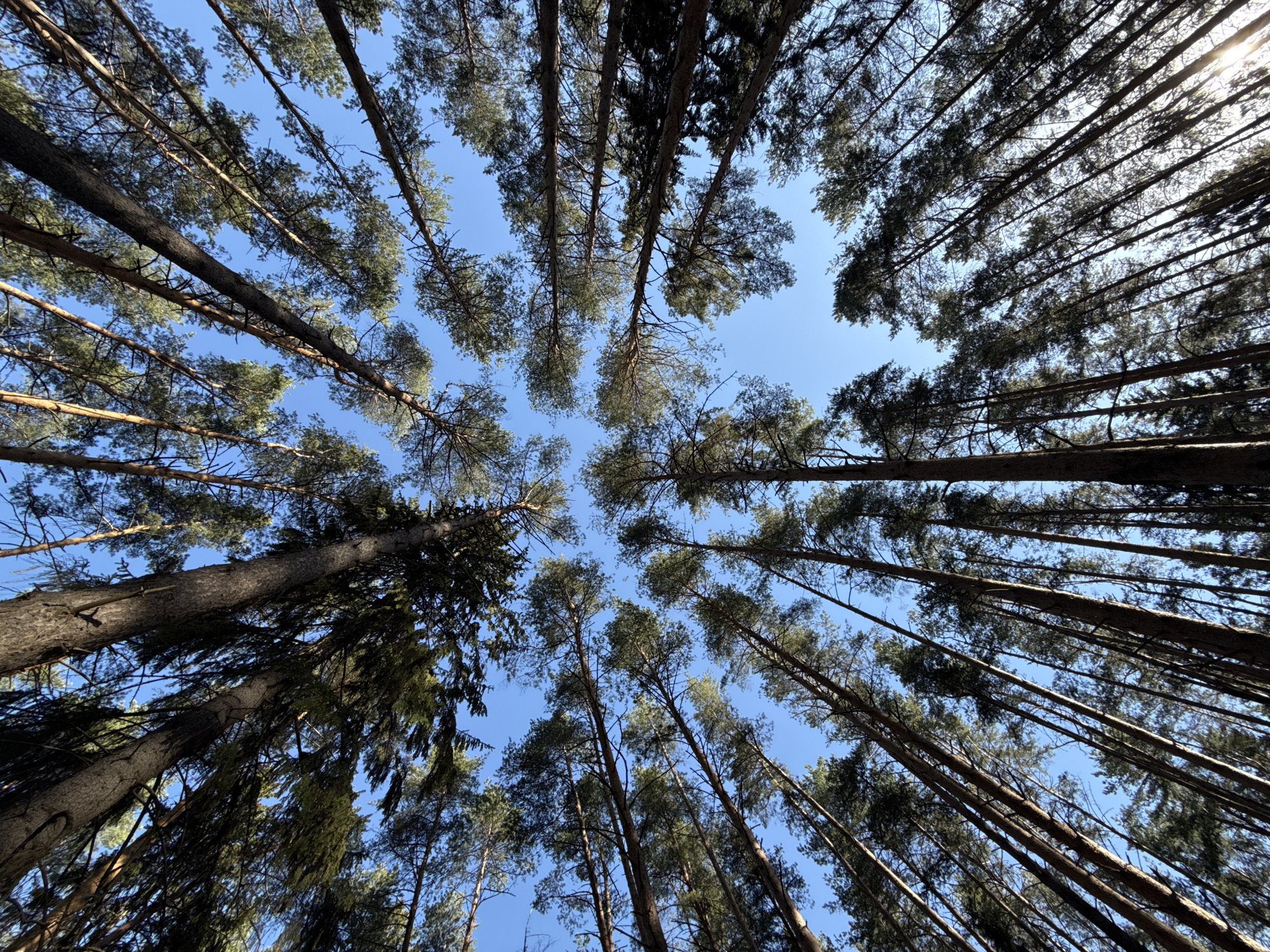 The image depicts a view looking upwards through a dense pine forest. The tree trunks are tall and slender, converging towards the center of the frame. The tops of the trees form a canopy, with branches and needles visible against a clear blue sky. The location is consistent with a forested area within or near the city of Votkinsk, Russia. There are no people visible in the image. The light is bright, indicating a sunny day.