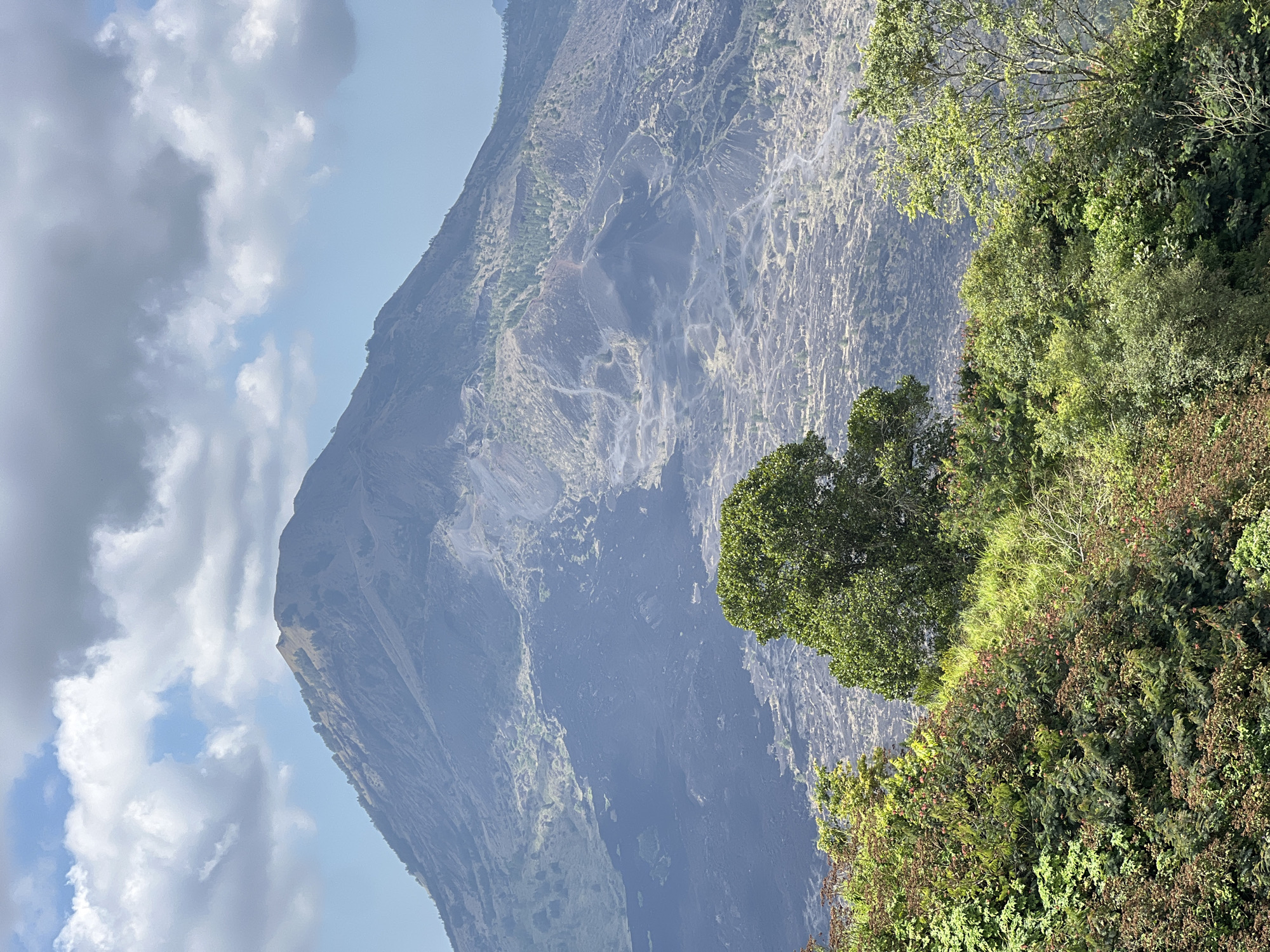 This is a vertical, eye-level, medium shot photograph of Mount Batur in Kintamani, Indonesia. The foreground is filled with lush, dense green foliage of trees and bushes, some of which have small red berries. A single, larger tree stands prominently in the center of the foreground. The midground is dominated by the dark, rough terrain of the volcano's slopes, showing evidence of past lava flows. There are faint pathways winding up the barren mountainside. The background features the peak of Mount Batur under a partly cloudy sky with soft, white clouds against a pale blue backdrop. The overall scene is natural and offers a scenic view of the volcano.