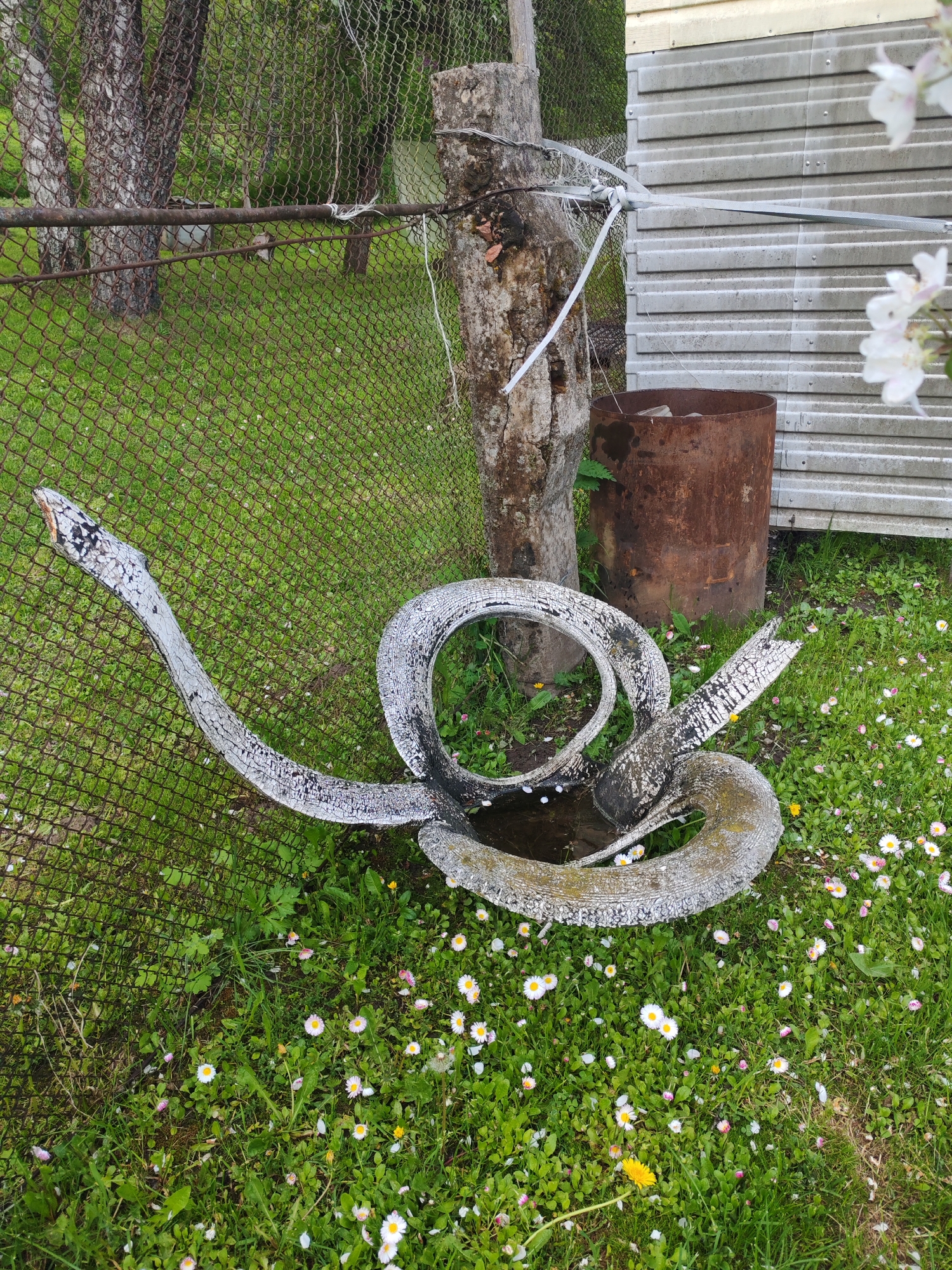 The image shows a backyard scene, possibly in a rural area of Unknown, Unknown. A faux snake sculpture, constructed from painted tires and possibly wood, is situated near a chain-link fence and an old metal barrel. The sculpture has water accumulated in its lower section, surrounded by a grassy area dotted with white and yellow wildflowers. A weathered wooden post and a section of a metal building are visible in the background. The lighting suggests it is daytime.