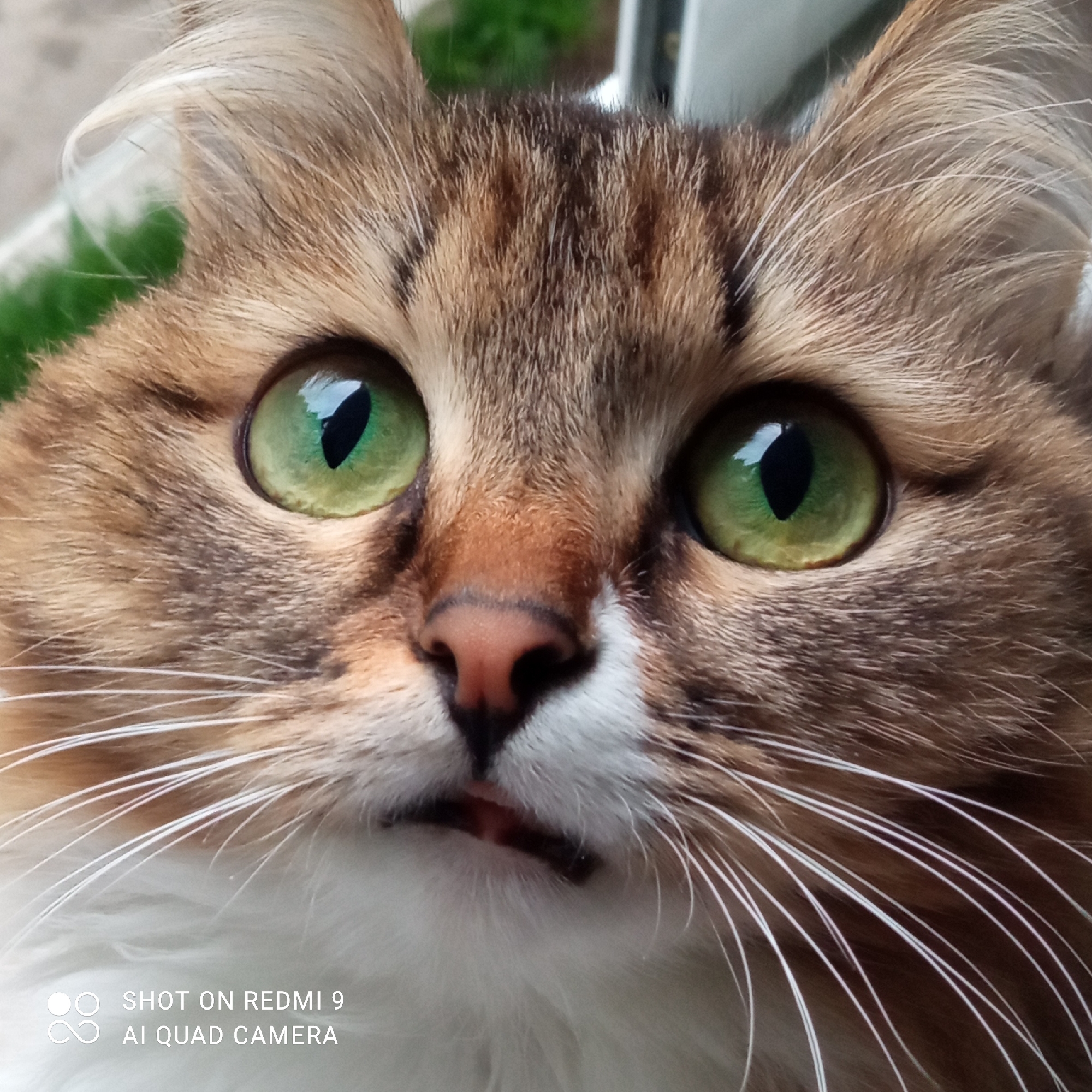 An image captured in the city of Chaikovsky, Russia, presents a close-up, head-on perspective of a domestic cat. The feline's face dominates the frame, showcasing large, circular eyes with vibrant green irises and vertically elliptical black pupils that reflect a light source. The fur displays a tabby pattern with shades of brown, black, and lighter cream tones on the forehead and around the eyes, transitioning to solid white fur on the lower jaw, chin, and chest. The nose is a prominent pinkish-brown, situated centrally above a slightly open mouth that reveals a hint of pink tissue. Numerous long, white whiskers extend outwards from the muzzle. The background is largely out of focus, appearing as soft blurs of green and light grey, consistent with an outdoor or bright indoor setting with shallow depth of field. A white watermark in the lower-left corner states "SHOT ON REDMI 9" and "AI QUAD CAMERA".