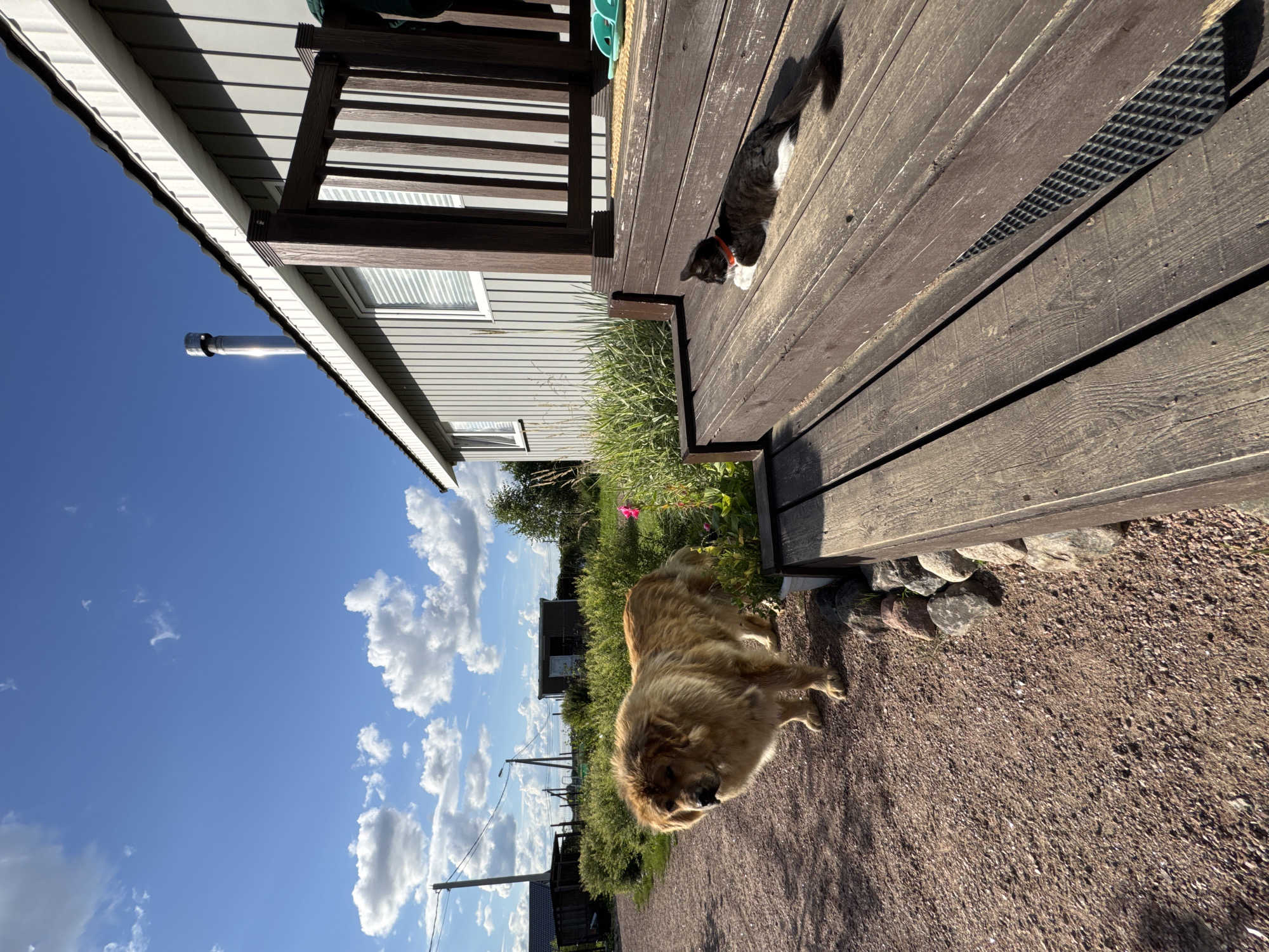 A medium-shot, exterior, eye-level photograph captures a sunny day in Kempelevo, Russia. On a gravel path, a fluffy, light brown dog stands to the left of the frame, looking towards the left. To the right, a black and white cat with an orange collar reclines on a wooden deck, facing left. The deck leads to a grey house with white trim and a dark brown railing. The background features green bushes, a power pole, and a bright blue sky with scattered white clouds. The scene is set in a rural area with visible infrastructure such as power lines and outbuildings.