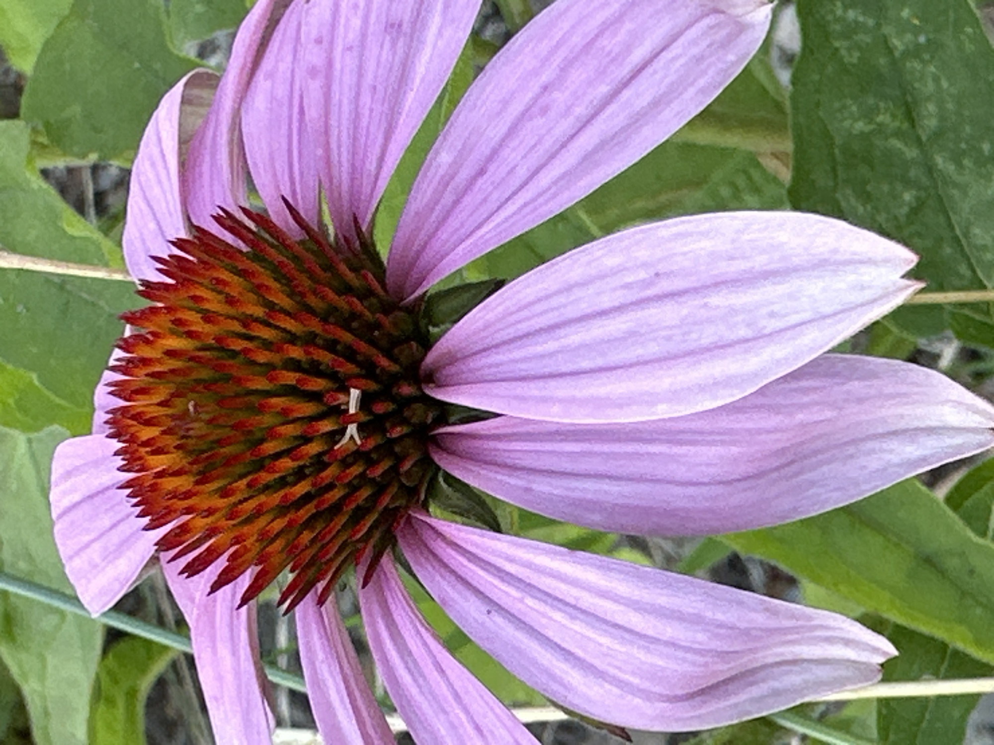 A close-up, eye-level, natural light outdoor photograph captures a purple coneflower in bloom. The flower's prominent central cone is a vibrant mix of orange and dark red, with the tips of the petals exhibiting a gradient from a deeper reddish-purple to a soft lilac. The petals are slender and pointed, radiating outwards from the center. Green foliage forms the background, providing a naturalistic setting. The image is sharp and detailed, highlighting the texture and color variations of the flower. The scene appears to be located in a garden or natural landscape in Dubrovitsy, Russia.