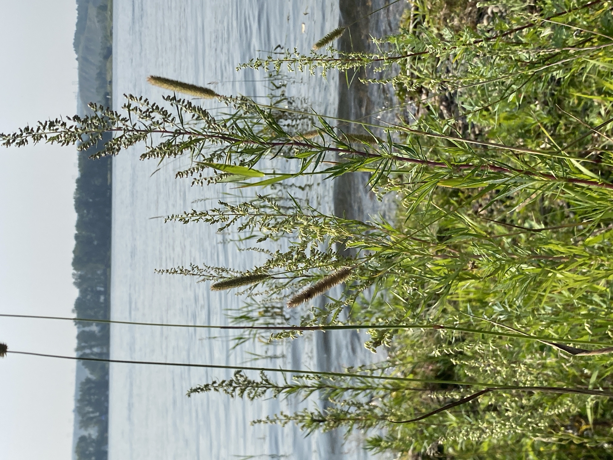 The image depicts a natural scene along the bank of a wide river, likely the Ufa River, near Ермолаевский Затон, Russia. In the foreground, tall green grasses and plants with small seed heads are abundant, some with reddish-brown stems. These plants grow close to the water's edge, with some submerged in the shallow water. The river itself is calm with gentle ripples, reflecting the hazy sky. In the middle ground, a distant treeline with a mix of deciduous and coniferous trees stretches across the opposite bank, with hills visible beyond. The overall atmosphere is serene and natural, suggesting a rural or undeveloped area. There are no people or animals visible in the frame.