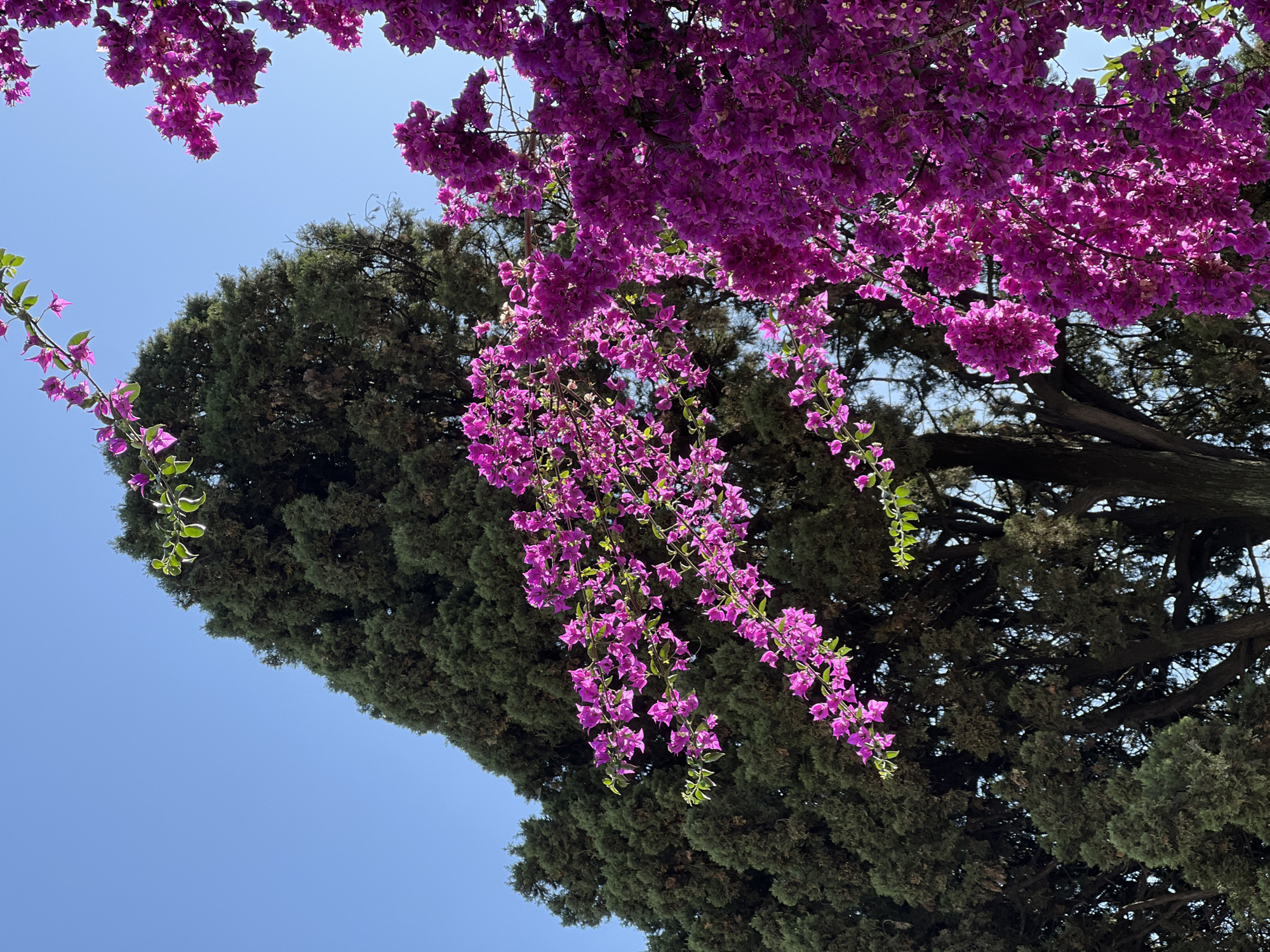 A vibrant outdoor scene captured from a low-angle perspective, looking upwards towards a clear blue sky. The image is dominated by abundant, richly colored purple bougainvillea flowers, cascading from the top and left side of the frame. These bougainvillea bracts appear bright and almost luminous, suggesting they are backlit by the sun.
Behind the bougainvillea, a large, dense evergreen tree, likely a cypress given the location context of Rome, Italy, fills the right and lower portions of the frame. Its dark green foliage provides a strong contrast to the bright purple flowers and the clear sky. Parts of the tree's branches and trunk are visible through gaps in the bougainvillea, showing its texture and form.
The weather is sunny and clear, indicative of a bright day, possibly midday or early afternoon, given the intensity of the light. No people or artificial objects are visible, emphasizing the natural beauty of the flora. The scene evokes a sense of tranquil, sun-drenched Mediterranean beauty, characteristic of Rome. There is no visible text in the image.