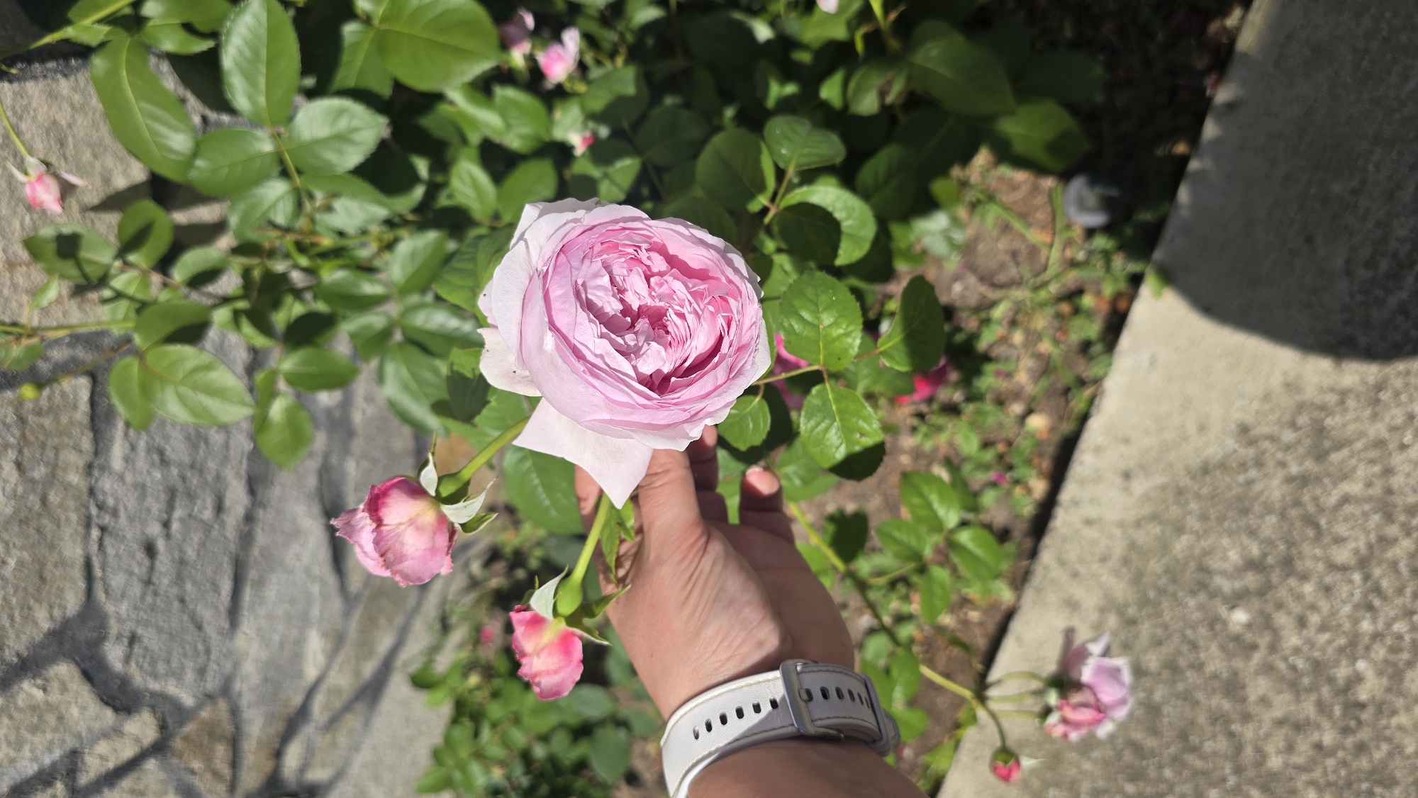 A hand with a white watch on its wrist is holding a light pink rose in front of a stone wall and green foliage. The rose is in full bloom, with many delicate petals. Several rose buds and a wilting pink rose are visible in the background. The scene appears to be outdoors, possibly in a garden or yard, with the sun casting shadows on the stone wall. The image does not provide specific location details within Rudnik, Bulgaria.