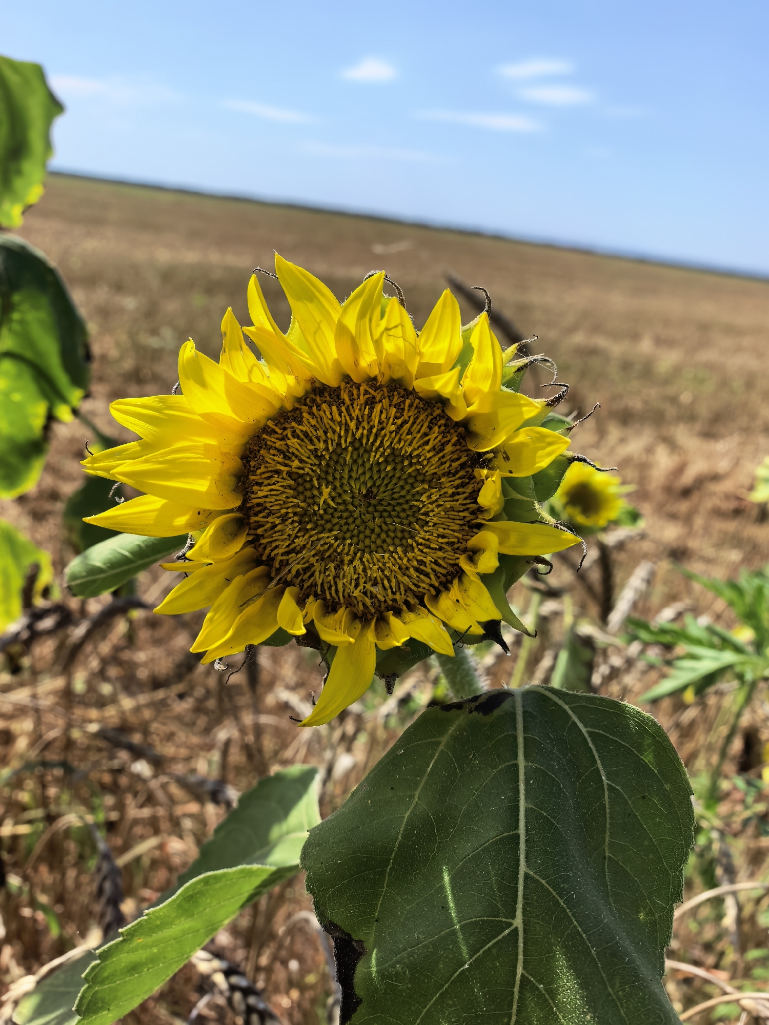 A single, large sunflower with bright yellow petals and a dark brown, seed-filled center is the primary subject of the image. It is positioned in the foreground, slightly to the right of the center. The sunflower's head is tilted downwards. In the background, a vast, dry, brown field stretches towards the horizon, meeting a pale blue sky with a few scattered white clouds. The environment appears to be rural, likely a field or agricultural area. There are no people visible in the image. The overall scene depicts a sunny day with clear skies and a dry landscape. This image does not contain any specific landmarks or elements that would allow for its location to be identified as Grozny, Russia.