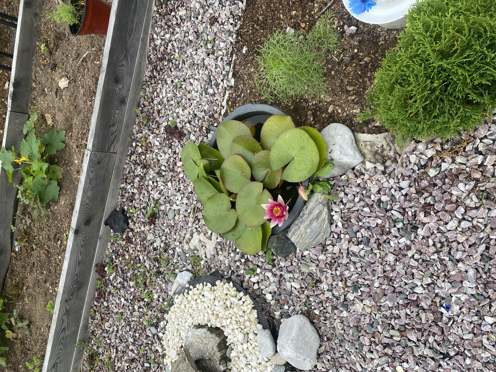 The image depicts an outdoor garden scene, likely in Tret'ya Pad', Russia, characterized by a raised garden bed with wooden borders filled with soil and various plants. In the foreground, a collection of small, reddish-purple gravel covers the ground, interspersed with larger grey rocks and some sparse green vegetation. To the left, a circular arrangement of white pebbles is visible, enclosed by a dark mesh and edged with a large grey stone. A black object, possibly a piece of cloth or debris, rests on the gravel near the raised bed. Dominating the center of the image is a dark basin filled with water, containing a flowering pink water lily with large green lily pads. To the right of the water basin, a small, bushy green plant grows from the soil, and further to the right, a white container with a blue flower is partially visible. In the background, the raised garden bed contains more plants, including a zucchini plant with yellow flowers and a potted plant in a terracotta pot. The overall impression is one of a cultivated garden space with a focus on water features and a variety of ground cover.