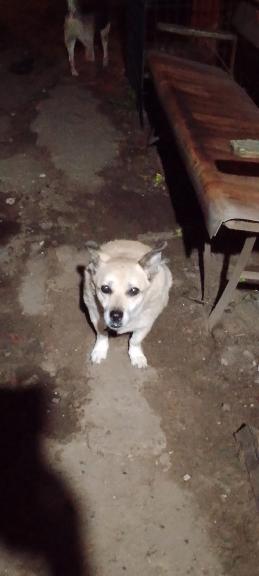 A light-colored dog is sitting on a dirt path and looking up at the camera. In the background, another dog is standing near a wooden bench. The scene appears to be outdoors at night, possibly in a yard or alleyway. There is no visual information in the image to indicate the location in Belgorod, Russia.