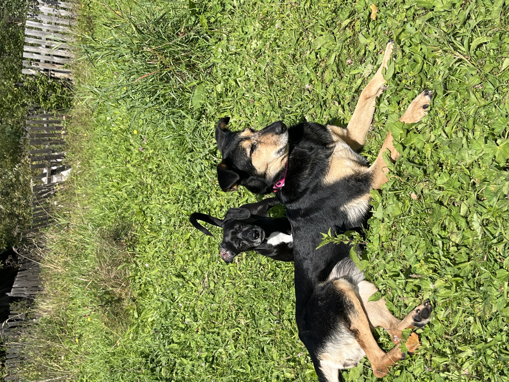 In Nizhny Tagil, Russia, two dogs are lying in a grassy area with a weathered wooden fence in the background. The larger dog, a mixed breed with black and tan fur, is lying down with its eyes closed, wearing a pink collar. A smaller black dog with white markings on its chest and face is standing behind the larger dog, looking towards the camera with its ears perked. The ground is covered in lush green grass and some wildflowers. The overall scene depicts a peaceful outdoor setting.
