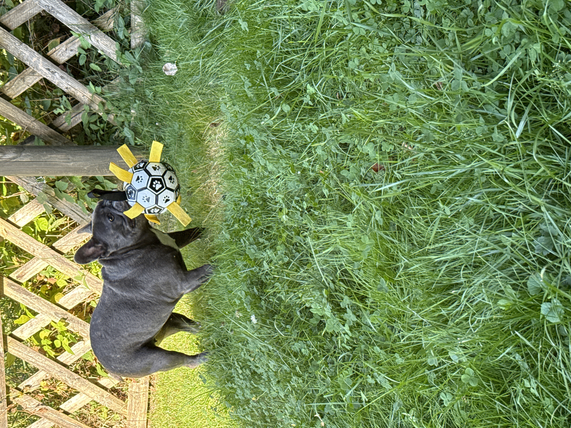 A gray French bulldog is standing on lush green grass, holding a toy ball in its mouth. The ball is black and white with yellow accents and paw prints. In the background, a weathered wooden fence with a diamond pattern encloses a garden area with green foliage. The scene appears to be a backyard in Bad Sachsa, Germany. The lighting suggests it is daytime, possibly late afternoon, with shadows cast on the grass.