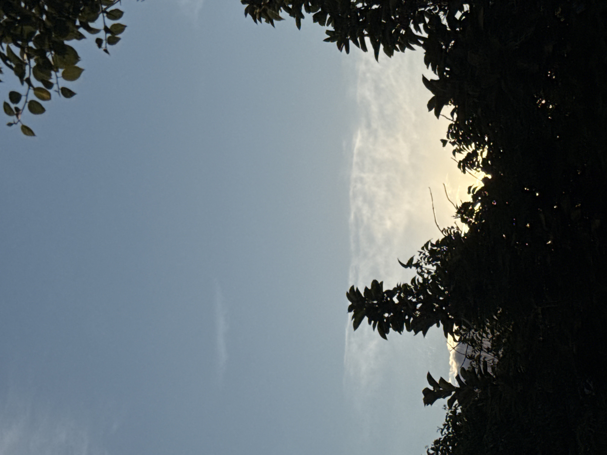 The image shows a silhouetted view of trees against a light blue sky with wispy clouds. The sun is setting, casting a warm glow that is visible through the foliage. There are no people or specific landmarks visible in the scene. The location is described as Zatoka, Ukraine, but no identifying features confirm this.