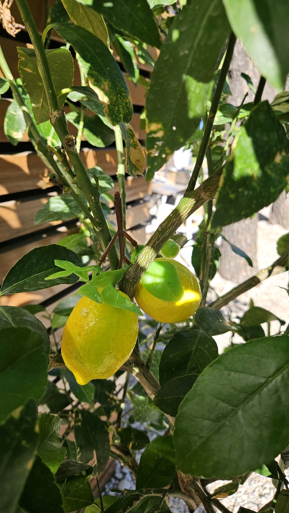A close-up, vertical shot focuses on two bright yellow lemons hanging from a lemon tree branch. The lemons are realistic and detailed, with one slightly more in focus than the other. Green leaves of various sizes surround the fruit, some in sharp focus and others blurred in the background. The branches of the tree are visible, with a textured bark and smaller green stems. In the background, a wooden fence with horizontal planks suggests an outdoor setting, possibly a garden or patio. The lighting suggests it is daytime, with sunlight casting shadows and highlighting the vibrant yellow of the lemons. The location is Općina Podgora, Croatia.