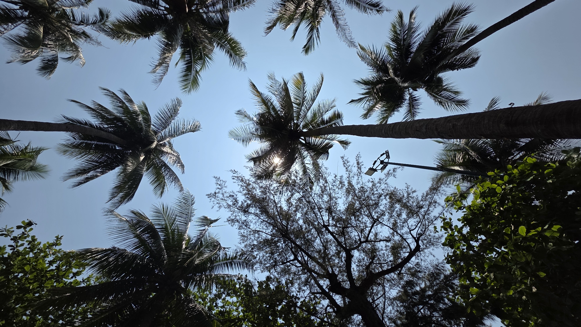 The image is a low-angle shot looking upwards towards the sky, filled with palm trees and other trees. The sky is a clear blue, with the sun visible through the leaves of one of the palm trees. The palm trees are tall and slender, with long, thin leaves that create a feathery appearance. The other trees are shorter and bushier, with smaller, denser leaves. There is a street light pole present.
Based on the prevalence of palm trees, location may be a coastal area or tropical region. Given the prompt specifying Nha Trang, Vietnam, the location is likely a park or beach area in that city.