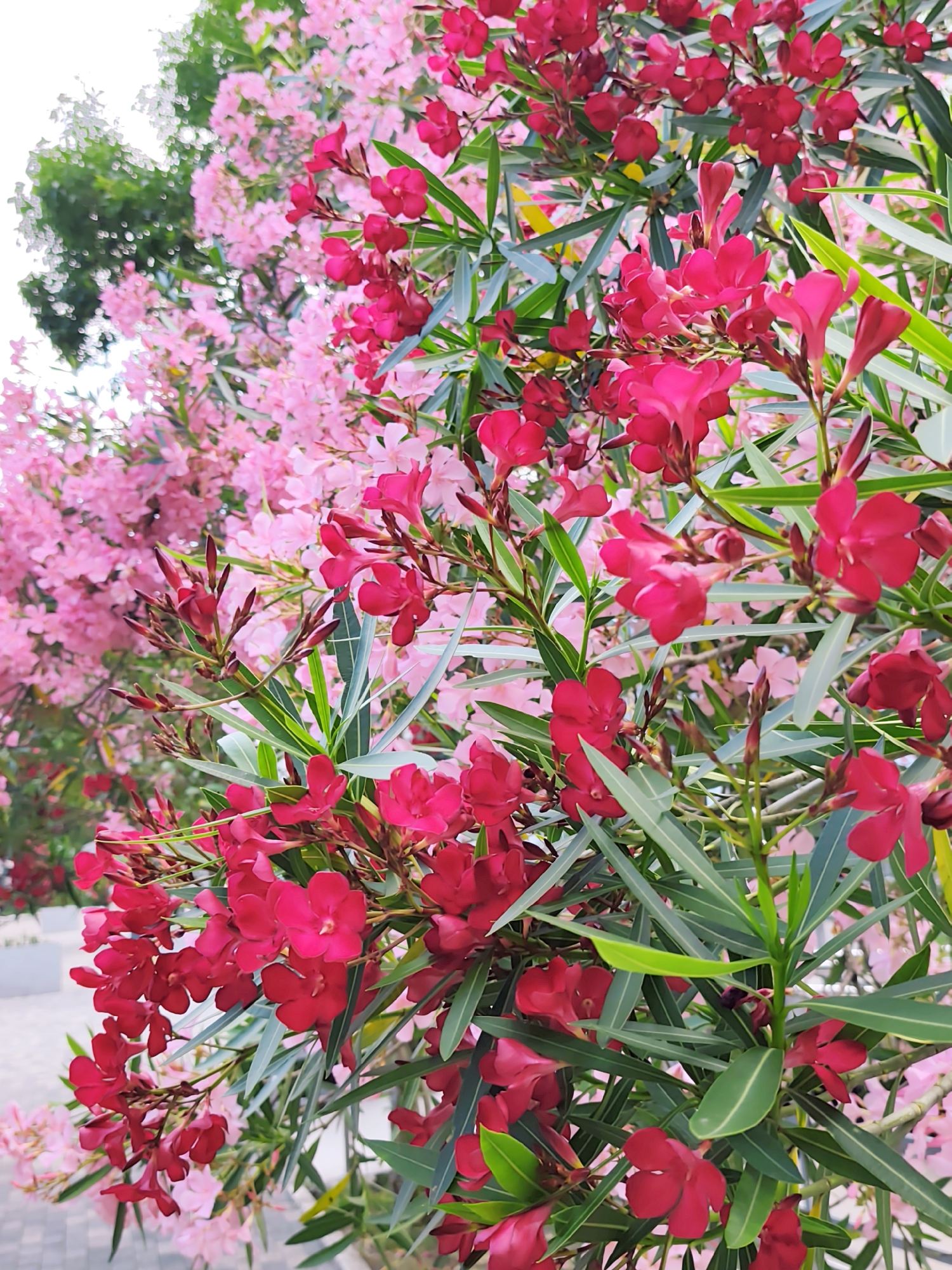 The image displays a close-up view of oleander bushes with bright pink and deep red flowers. The foliage is a vibrant green. In the background, out of focus, are more pink oleander flowers and green leaves. A portion of a paved walkway and possibly a low wall are visible in the lower left corner. The scene is outdoors, bathed in natural light, suggesting a pleasant daytime setting. This type of flora is common in the subtropical climate of Sochi, Russia, where such flowering bushes are frequently found in gardens, parks, and along streets. There are no people or animals visible in the image.