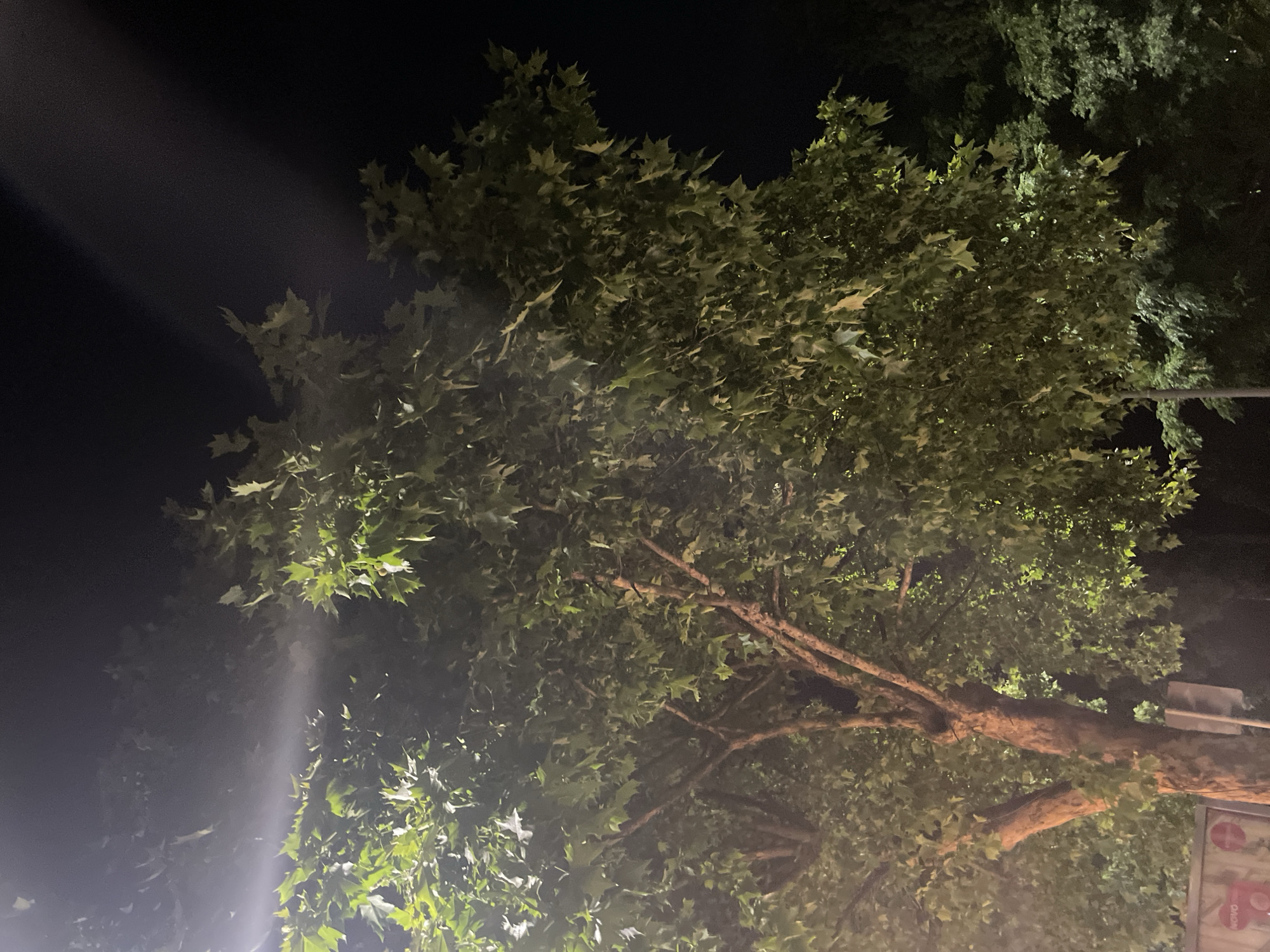 A large, leafy tree dominates the foreground of this nighttime image, its branches and foliage illuminated by artificial light sources, creating a dappled effect. The leaves are a vibrant green, some appearing lighter where directly hit by the light, while others are cast in shadow. The trunk of the tree is thick and textured, with visible bark. In the upper left portion of the image, a bright beam of light cuts through the darkness, suggesting a strong directional light source, possibly a streetlight or a spotlight. The background consists of a dark night sky and the indistinct shapes of other trees and vegetation, also dimly lit. The setting appears to be an urban or semi-urban environment, consistent with a location in Podgorica, Montenegro, where such trees are common along streets and in parks. There are no visible people or specific actions taking place. The overall mood is one of quiet, nocturnal illumination.