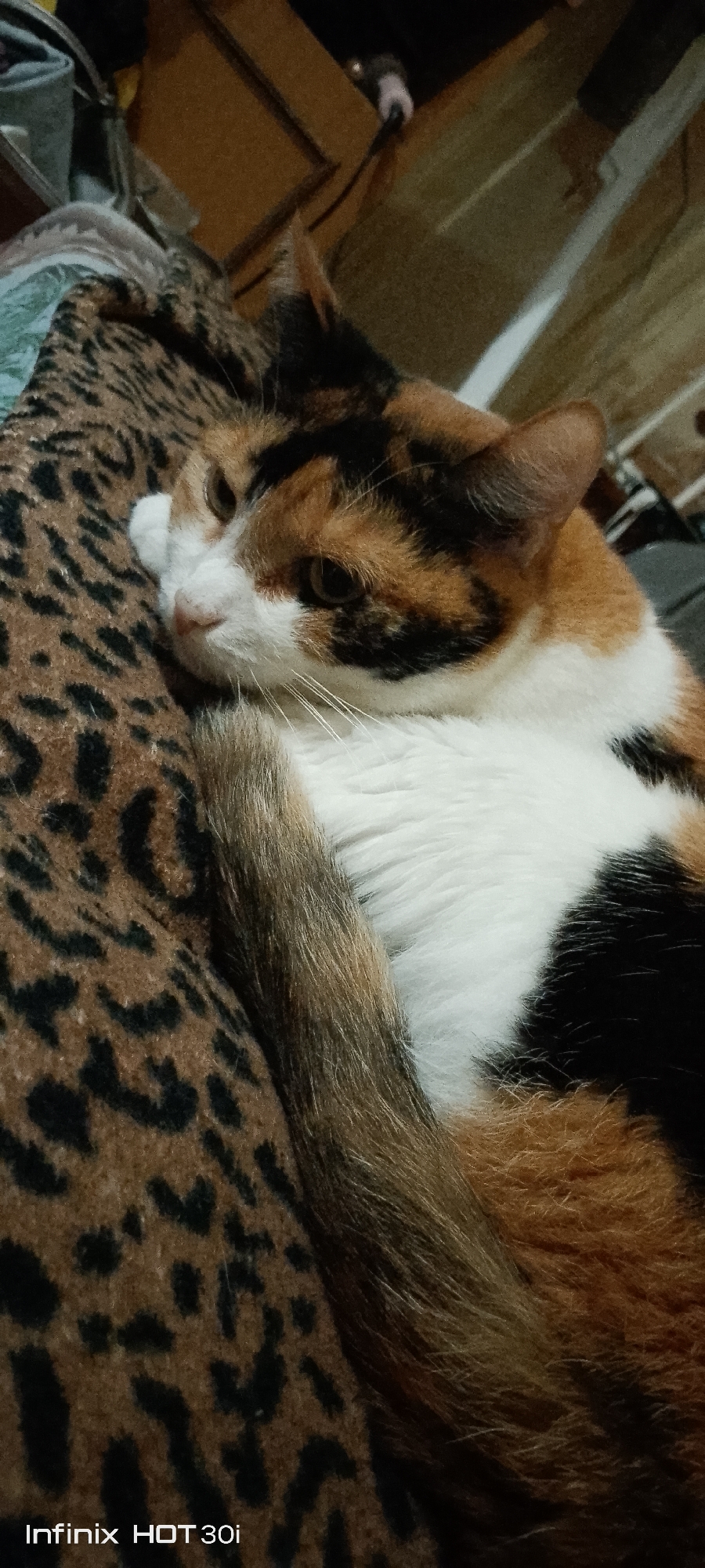 A calico cat is lying down on a leopard-print blanket. The cat is mostly white with patches of orange, black, and brown. Its eyes are open and it is looking to the left. The blanket has a brown background with black spots. The background of the image is blurry and appears to be a room with some furniture. A watermark at the bottom of the image reads "Infinix HOT 30i". The image is taken in Kedrovy, Russia.