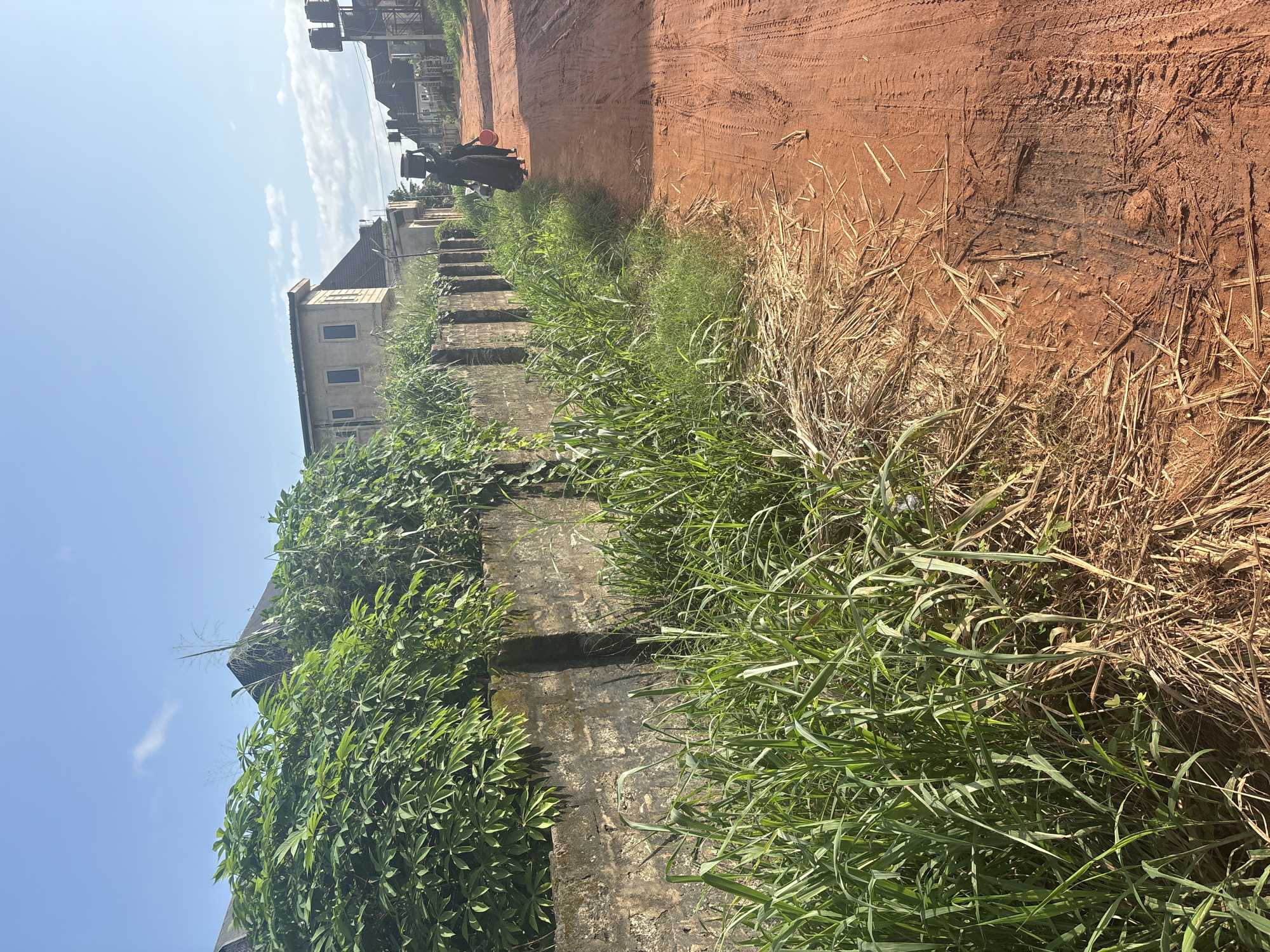 In Obosi, Nigeria, a dirt road with visible tire tracks runs through a semi-urban area under a clear blue sky with sparse clouds. On the left side of the road, a low, weathered stone wall is covered with lush green foliage. Tall green grass grows along the edge of the wall, with dried grass and straw scattered on the road and ground. In the distance, along the right side of the road, several buildings are visible, including some with multiple stories and water tanks on the roofs. Two figures, appearing to be women in dark clothing, are walking away from the camera on the dirt road. The leading figure carries a large object balanced on her head, and the second figure follows closely, carrying a red bucket. The scene suggests an ordinary day in a Nigerian community.