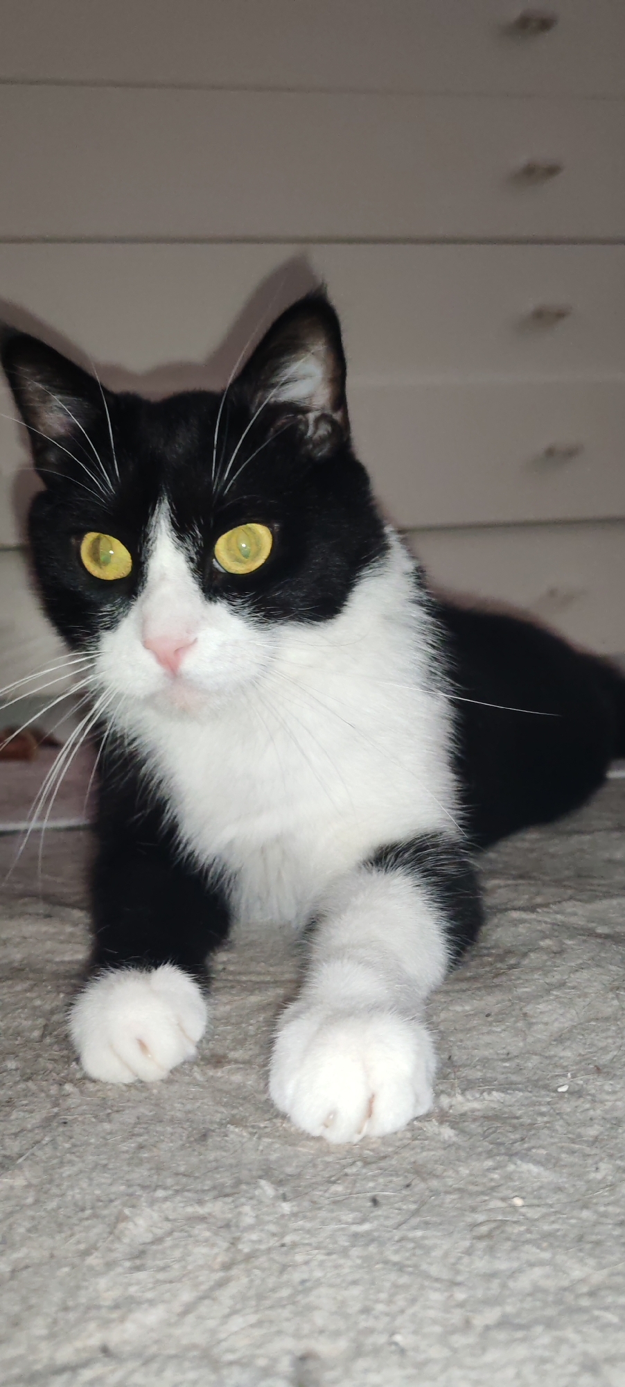 A black and white cat with striking yellow eyes is lying down on a textured surface, possibly carpet or a rough fabric. The cat's fur is predominantly black with a white chest, paws, and a blaze up its nose. Its ears are pointed, and its whiskers are prominent and white. The background appears to be a wall with horizontal lines, suggesting drawers or cabinetry, illuminated with soft lighting. No specific location in La Spezia, Italy, can be determined from the image.