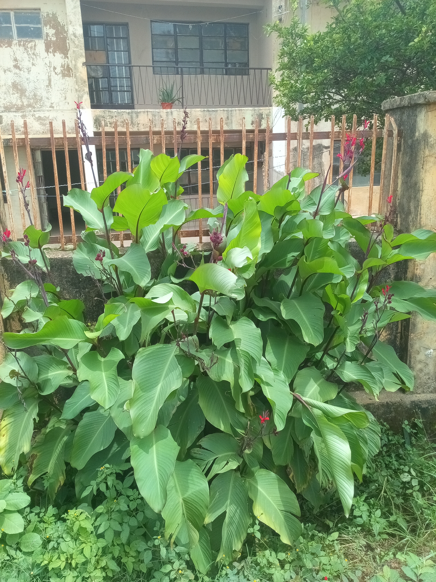 This media file captures an outdoor scene in Rafin Par, Nigeria, dominated by a lush Canna lily plant with large, vibrant green leaves and delicate red flowers. The plant grows in front of a weathered, light-colored building with a rusty metal fence and a concrete wall. In the background, the building exhibits signs of age, with peeling paint and multiple windows, some with glass panes and others open. Above the fence, a balcony with a railing is visible. To the right of the building, a dense green tree provides a natural contrast to the man-made structures. The ground in front of the Canna lilies is covered with more vegetation, including smaller plants and grass, some with tiny yellow flowers. The scene appears to be set during the daytime, under natural light, possibly indicating fair weather. No people are visible in the frame, and no text is present. The overall impression is one of natural beauty thriving amidst aging architecture, suggesting a semi-urban or suburban environment.