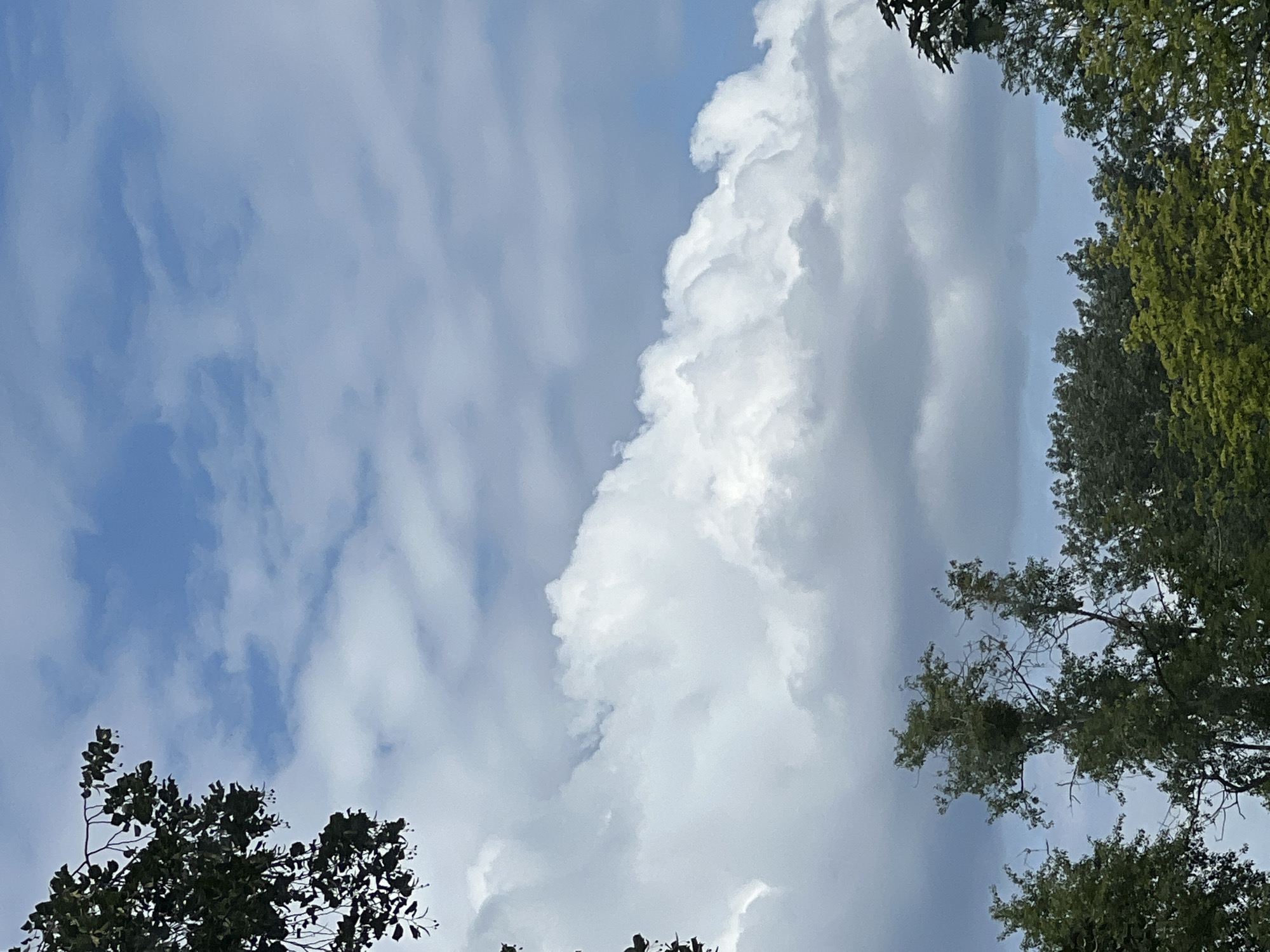 The image depicts an outdoor scene with a focus on the sky and the tops of trees, suggesting a location in Warsaw, Poland. The sky is partly cloudy, with large, puffy white cumulus clouds dominating the upper portion of the frame against a backdrop of lighter blue sky. Below the clouds, darker, more dispersed clouds are visible. The foreground is partially obscured by the foliage of several trees, which appear to be deciduous. The trees are lush and green, with some branches extending into the frame from the left and right sides, and their canopies forming a line across the bottom of the image. The overall impression is a natural landscape within or on the outskirts of an urban environment. There are no people or specific man-made structures readily identifiable that would pinpoint a precise location within Warsaw.
