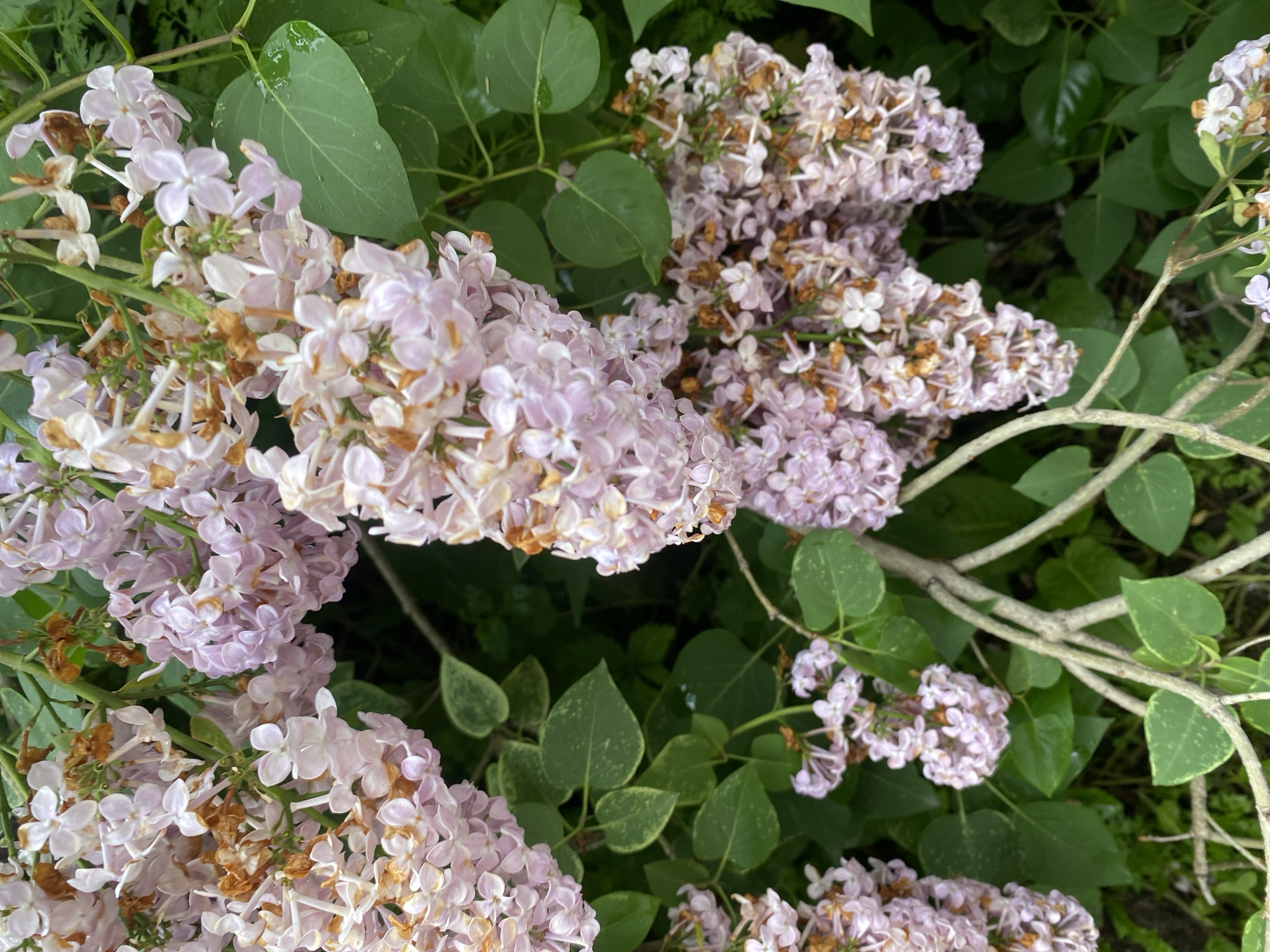 The image depicts a close-up view of lilac blossoms with green leaves and branches against a darker background. The lilac flowers are a pale pinkish-purple and are arranged in clusters. Some of the flowers show signs of browning, indicating they may be past their peak bloom. The leaves are a vibrant green, some with lighter veining. The branches are woody and brown. The overall impression is of a natural setting, likely a garden or park. There is no information about the location in Yuzhno-Sakhalinsk, Russia, present in the image.