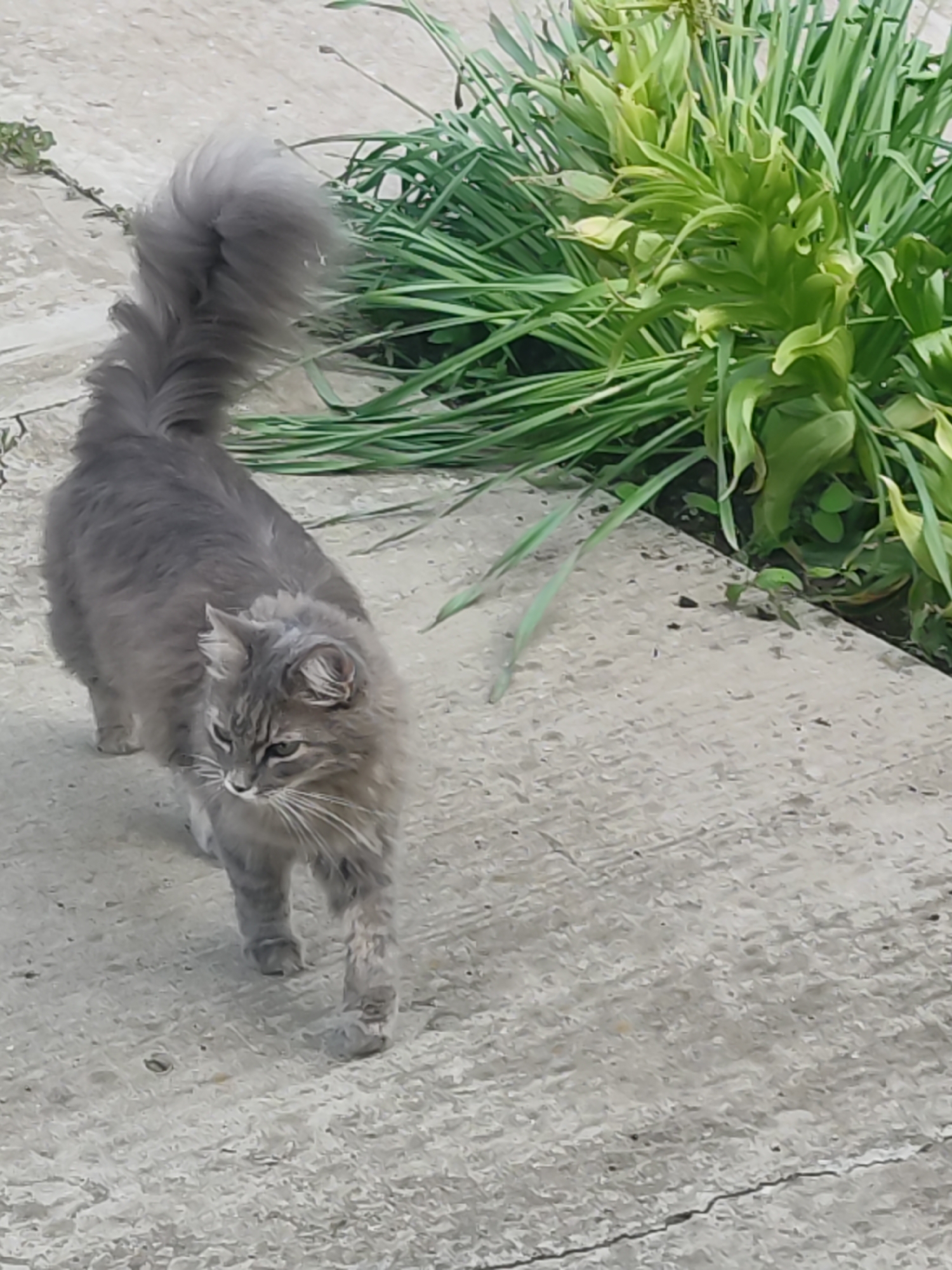 A fluffy, long-haired grey cat is captured in an outdoor, eye-level shot, walking on a light-colored concrete path. The cat is moving from the upper left towards the lower right of the frame, with its head slightly lowered and its gaze directed forward and slightly downwards. It features faint darker stripes on its face, particularly around its eyes and forehead, and has prominent white whiskers. Its thick, bushy tail is held high and arches gracefully over its back.
To the right of the concrete path, a dense clump of vibrant green, leafy plants or tall grasses borders the walking surface. The concrete itself appears textured and worn, with slight variations in tone. The lighting suggests it is daytime, possibly under bright, diffused light, as no harsh shadows are visible. The cat's expression appears focused and neutral. No people or visible text are present in the image, which depicts an everyday scene of a cat exploring its surroundings.