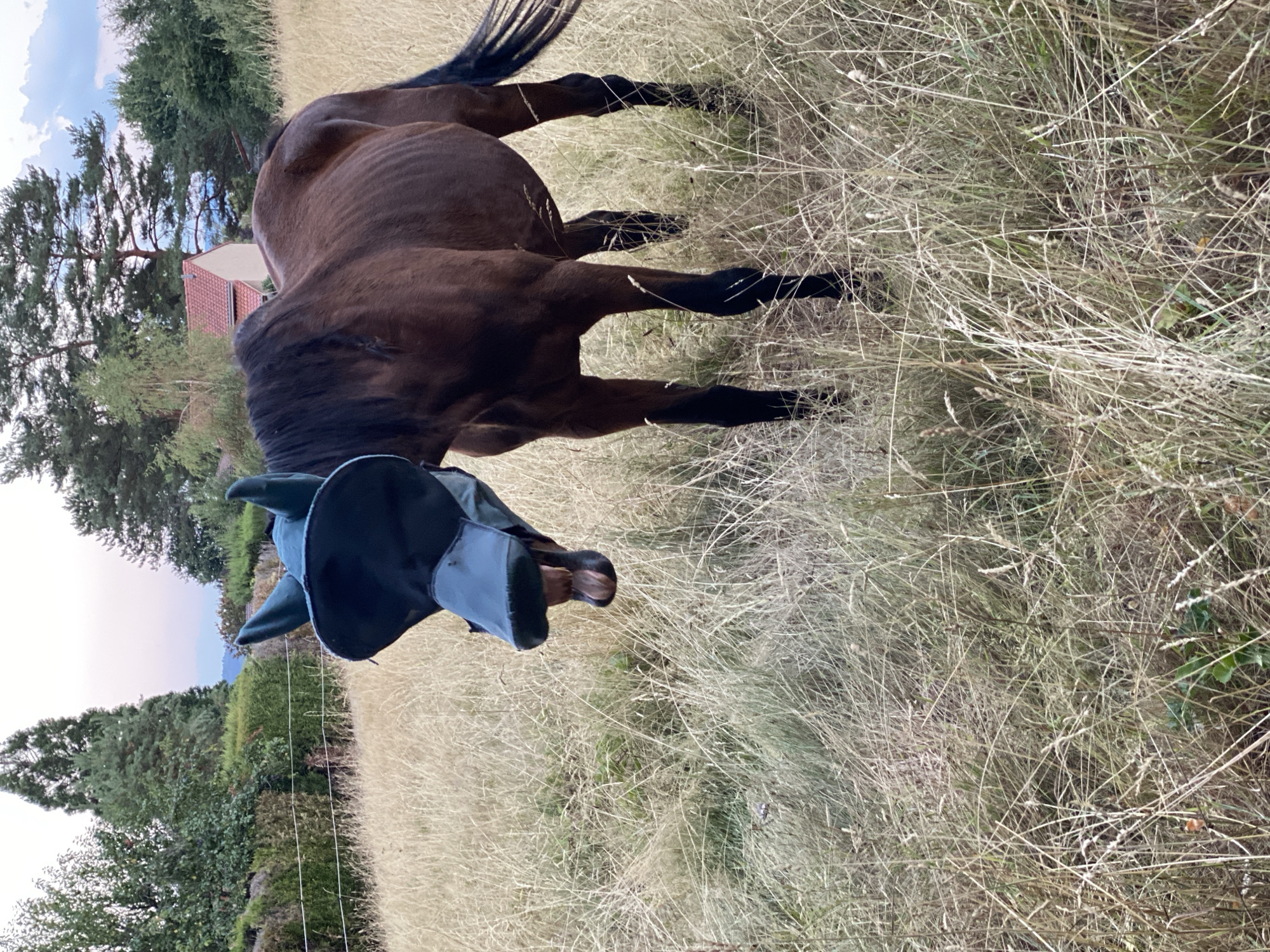 A dark brown horse is standing in a field of dry grass. The horse is wearing a dark green fly mask that covers its eyes and nose. The horse's mouth is open, revealing its teeth. In the background, there are trees, a house with a red roof, and a hazy sky. The location is a rural area.