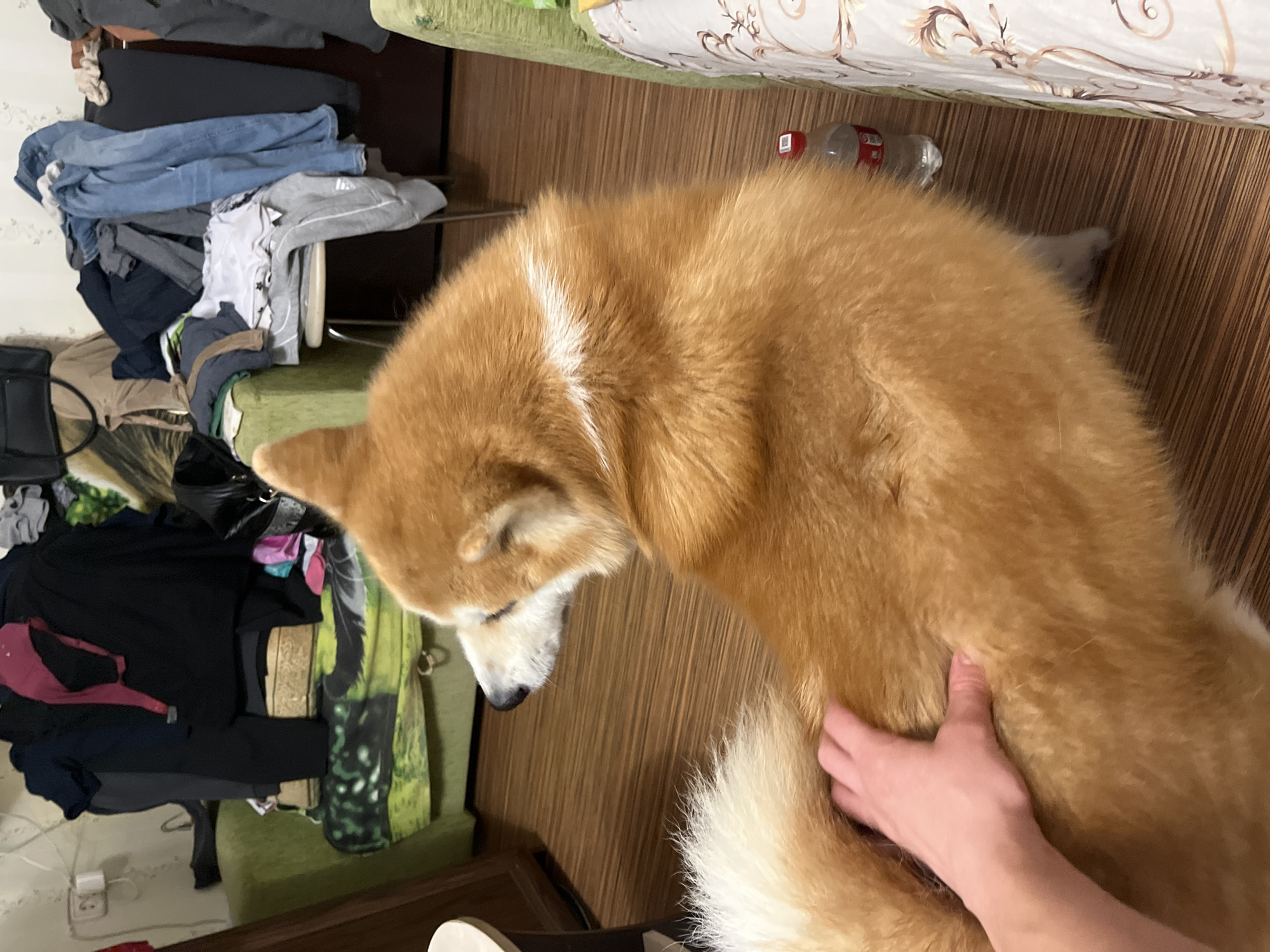 The image depicts an indoor scene, likely a living room or bedroom, with a wooden floor and a cluttered environment. A ginger-colored dog, possibly a Shiba Inu, is prominently featured in the foreground, viewed from the rear and side. A human hand is visible, gently petting the dog's fur. In the background, furniture, including a green sofa, is partially obscured by piles of clothing and other items. A plastic bottle of water is placed on the floor near the dog. The overall impression is one of a lived-in space. The provided context indicates the location is Minsk, Belarus.
