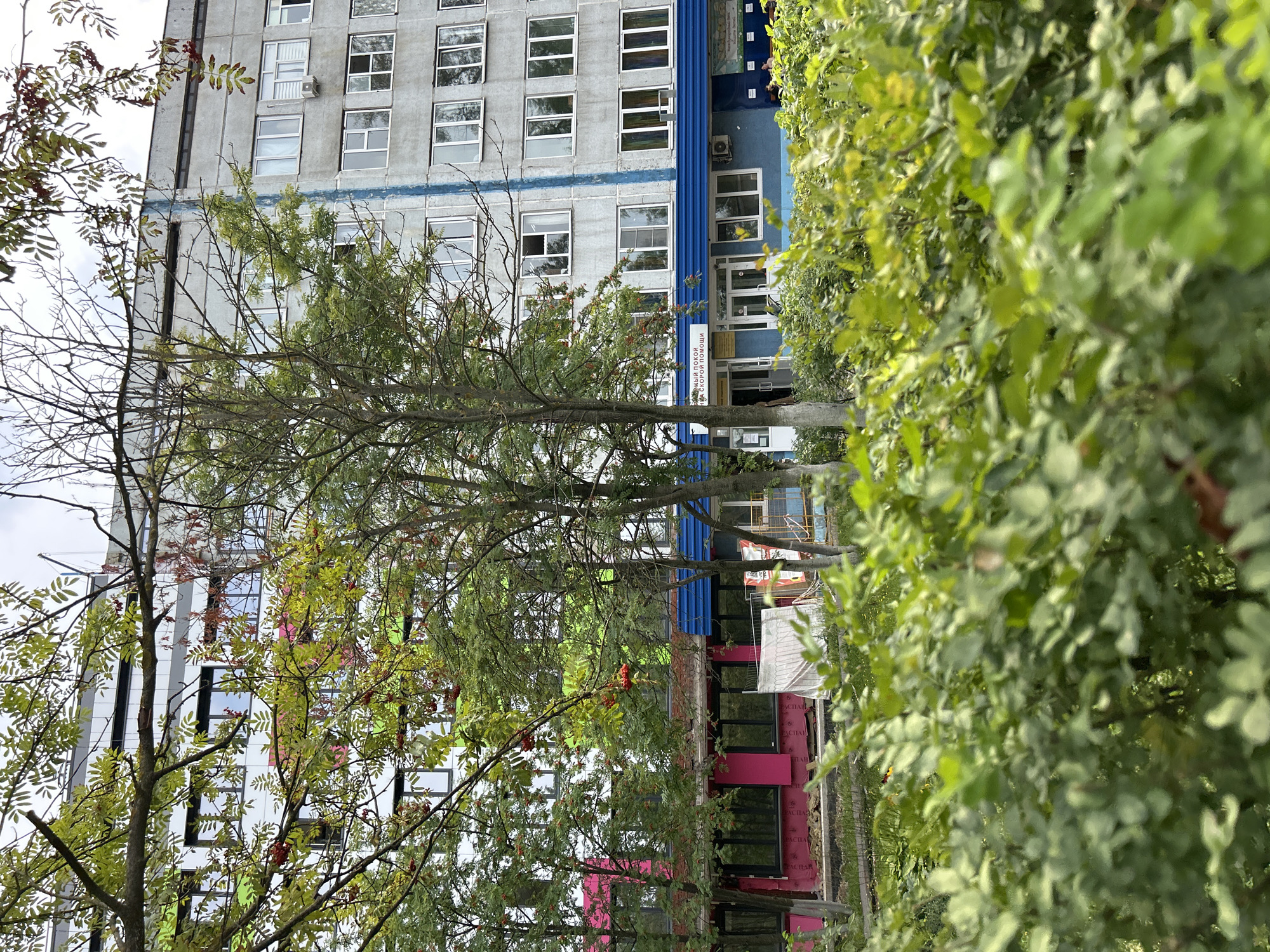 The image shows a section of a multi-story building, likely an apartment building or office complex, located in Lyubertsy, Russia. The building is predominantly gray concrete with sections of brightly colored panels, including pink and green, suggesting recent renovations or distinct architectural features. Several trees with green foliage and some with red berries are visible in front of the building, partially obscuring the lower floors. The upper floors have numerous windows, many of which are reflecting the sky. The ground level appears to have an entrance with a blue awning and signage in Russian, one sign reads "ПОКОЙ И СКОРОЙ ПОМОЩИ" which translates to "Rest and Emergency Aid". Some construction materials and fencing are also present in front of the building. The overall scene suggests an urban environment with vegetation and residential or commercial structures.