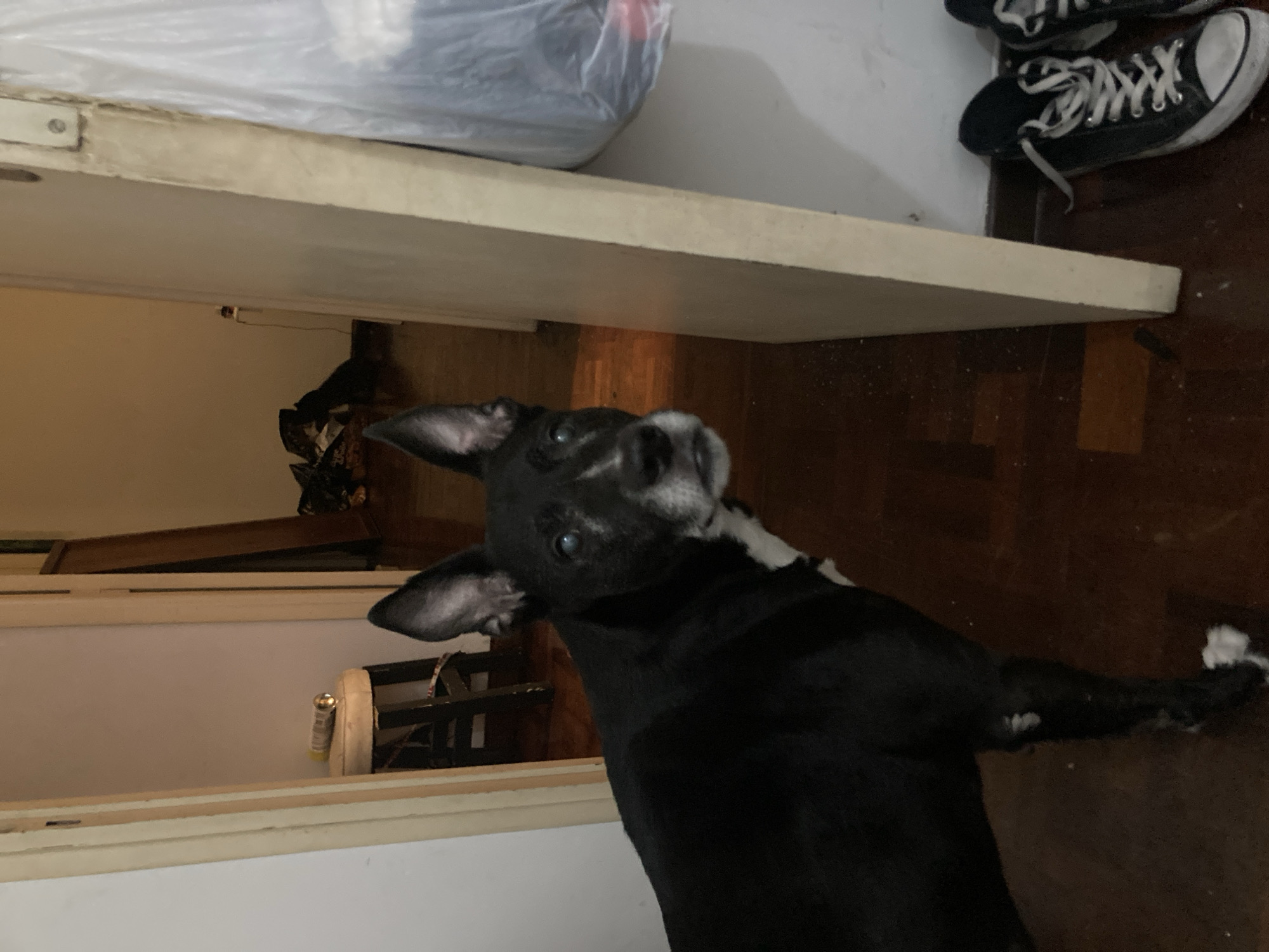 A black and white dog is standing in a room. The dog is looking up at the camera. There is a pile of laundry in the background. There are also a pair of black and white sneakers on the floor. The floor is made of wood. A doorway is visible in the background.