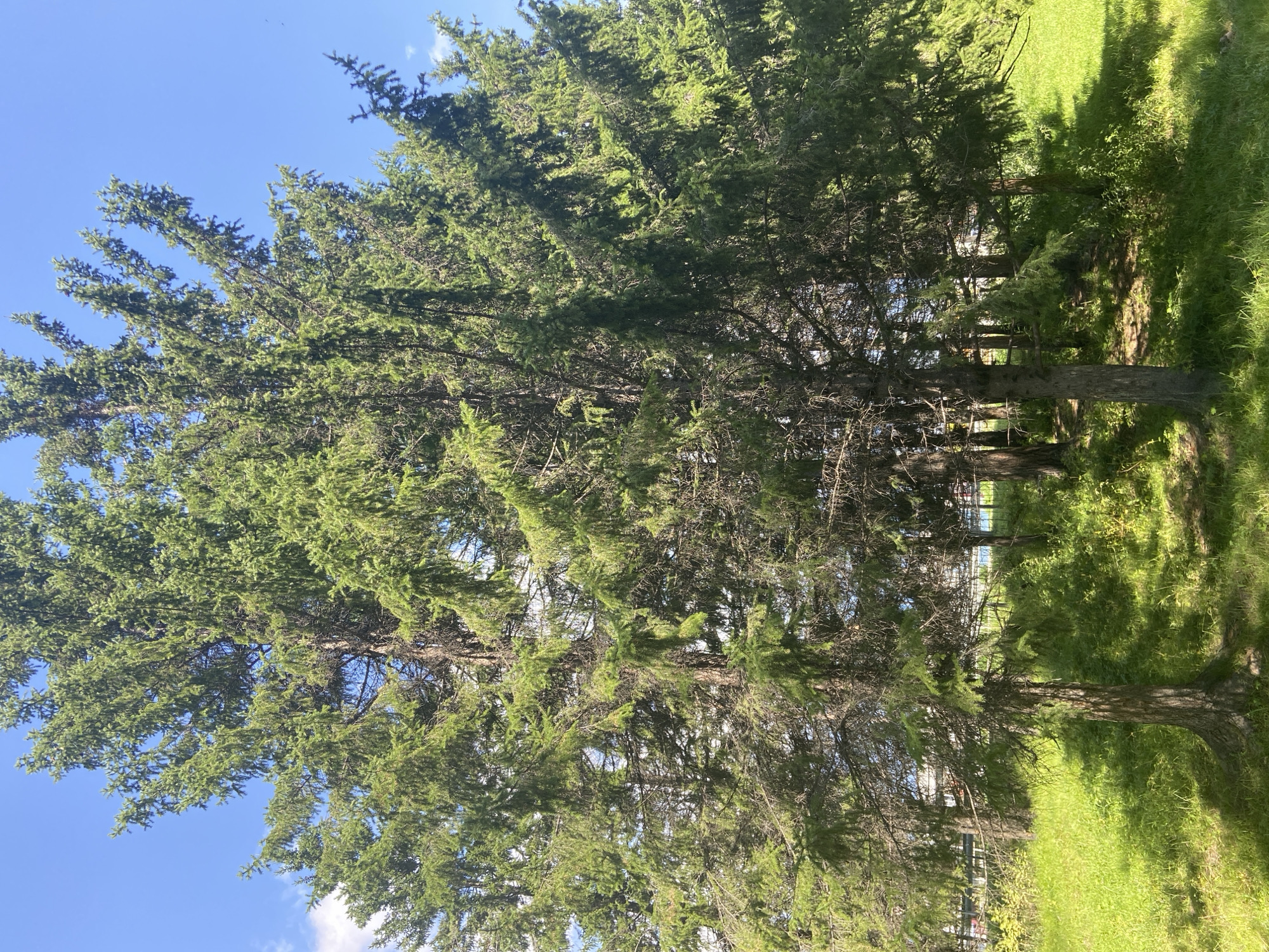 The image depicts a cluster of tall evergreen trees, likely spruces, with dense green foliage. The trees are situated in a grassy area under a clear blue sky with a few wispy white clouds. Sunlight casts dappled shadows on the ground, highlighting the texture of the grass. In the background, a light-colored fence with vertical posts is visible, beyond which there appears to be some indistinct structures or vegetation. The overall scene suggests an outdoor, natural environment, possibly a park or the outskirts of a settlement. There are no people or animals visible in the image. The location is identified as Kyren, Russia, suggesting a natural setting within or near this area.