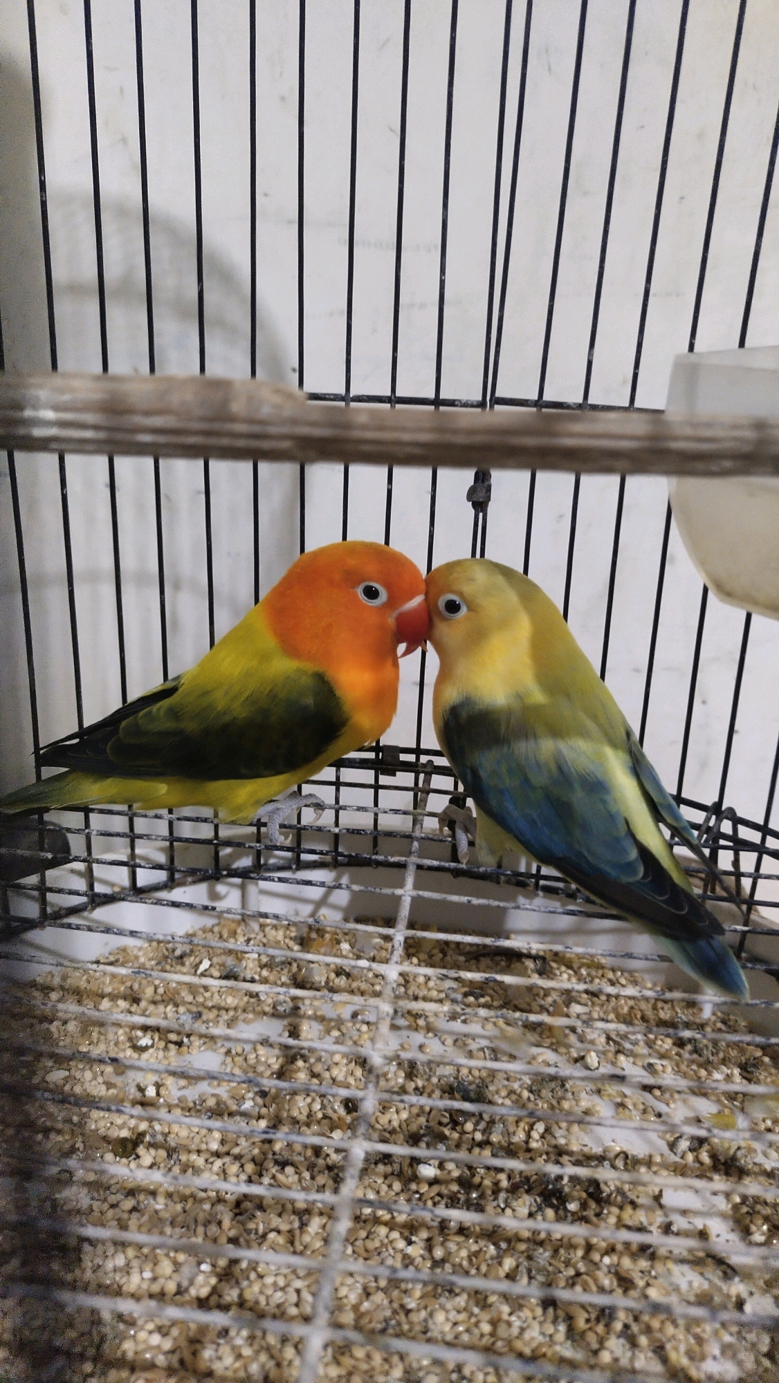 Two Fischer's lovebirds are perched on the wire floor of a cage, facing each other and appearing to nuzzle. The bird on the left has a bright orange head and chest, with yellow and green wings. The bird on the right has a yellow head and chest, with green wings transitioning to blue on its tail feathers. The cage is made of thin metal bars and contains a layer of birdseed on the bottom. The background is a white, textured wall with vertical black bars visible through it. The scene is indoors.