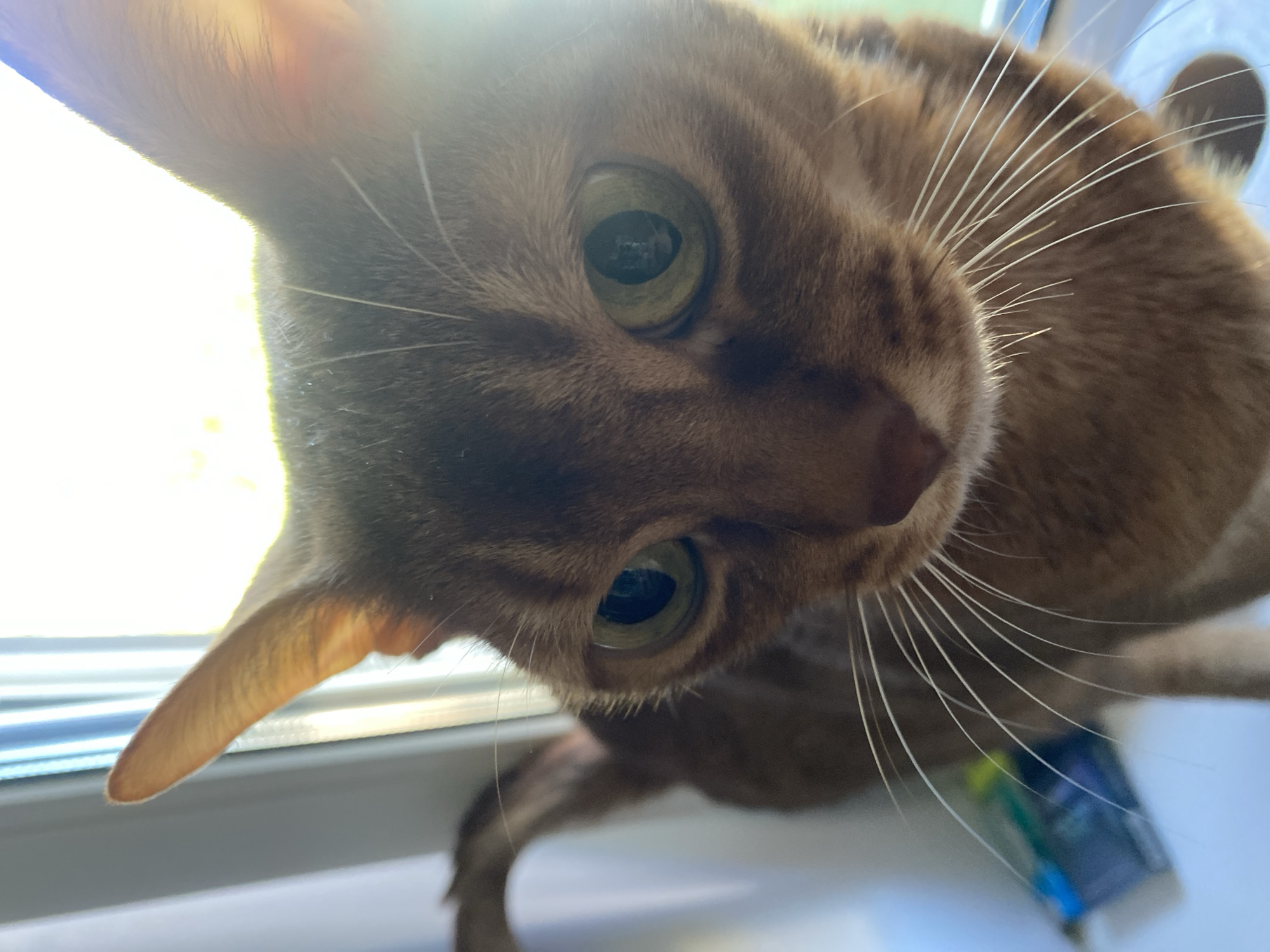 A close-up, eye-level shot focuses on the face of a brown tabby cat with striking green eyes. The cat's ears are prominent, and its whiskers are long and white. The background is blurred, showing vertical lines suggestive of blinds or a window frame, with bright sunlight streaming in from the right, creating a lens flare that partially obscures the cat's face. A blurry object, possibly a tube or pen with blue and green coloring, is visible in the lower left corner. The cat appears to be indoors, near a window. The provided location of Карабаново, Russia, does not appear to be directly indicated by any visual elements in the image.