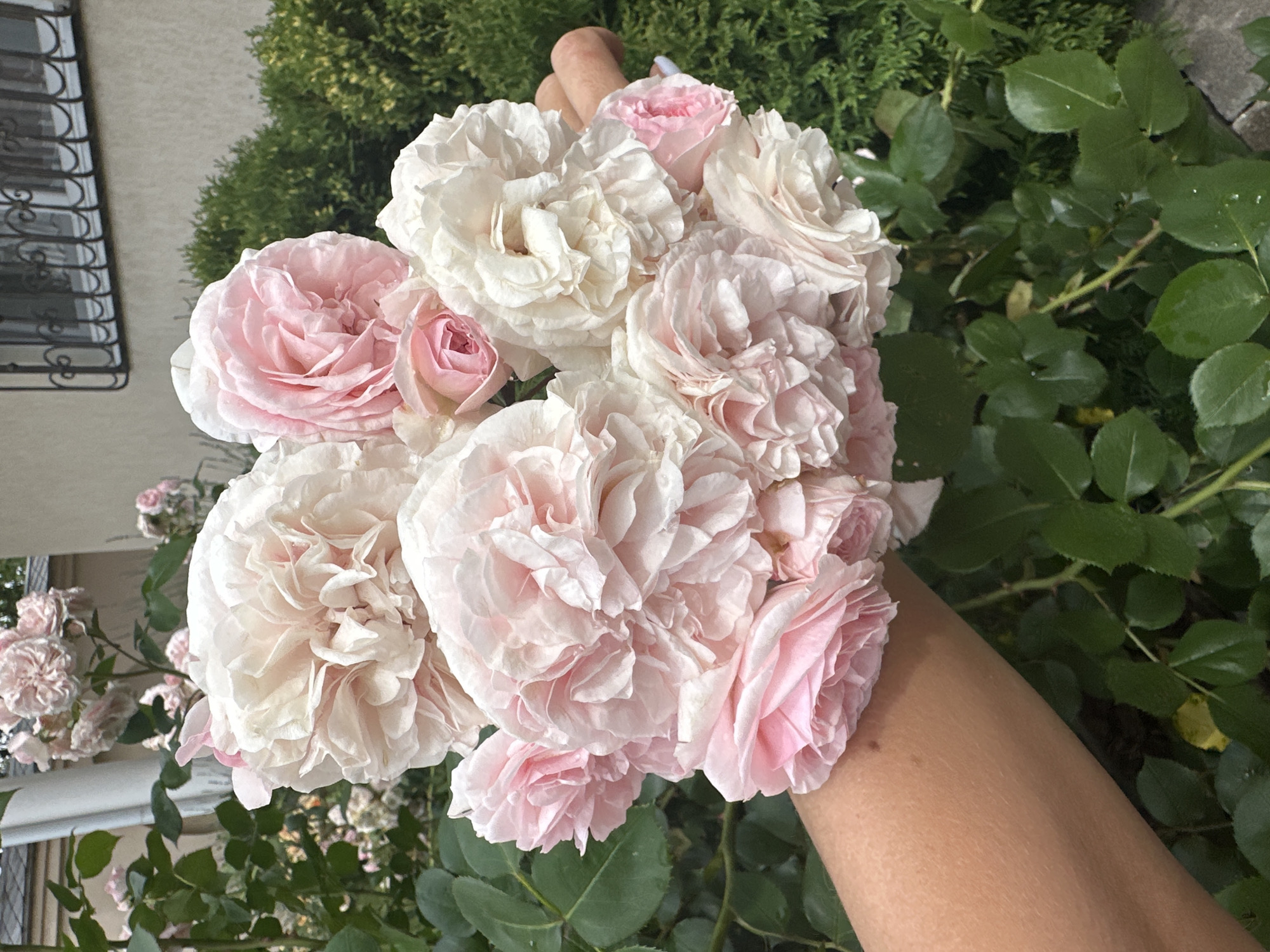 A close-up, outdoor shot captures a bouquet of light pink and white roses being held by a person's arm. The roses are fully bloomed with many delicate petals, some appearing slightly dewy. The person's arm is visible from the elbow down, with fair skin. In the background, lush green foliage and a light-colored building with a decorative window grate are present. The overall impression is one of a garden setting. The image is not specific to Armavir, Russia, and does not provide any visual cues to place it in that location.