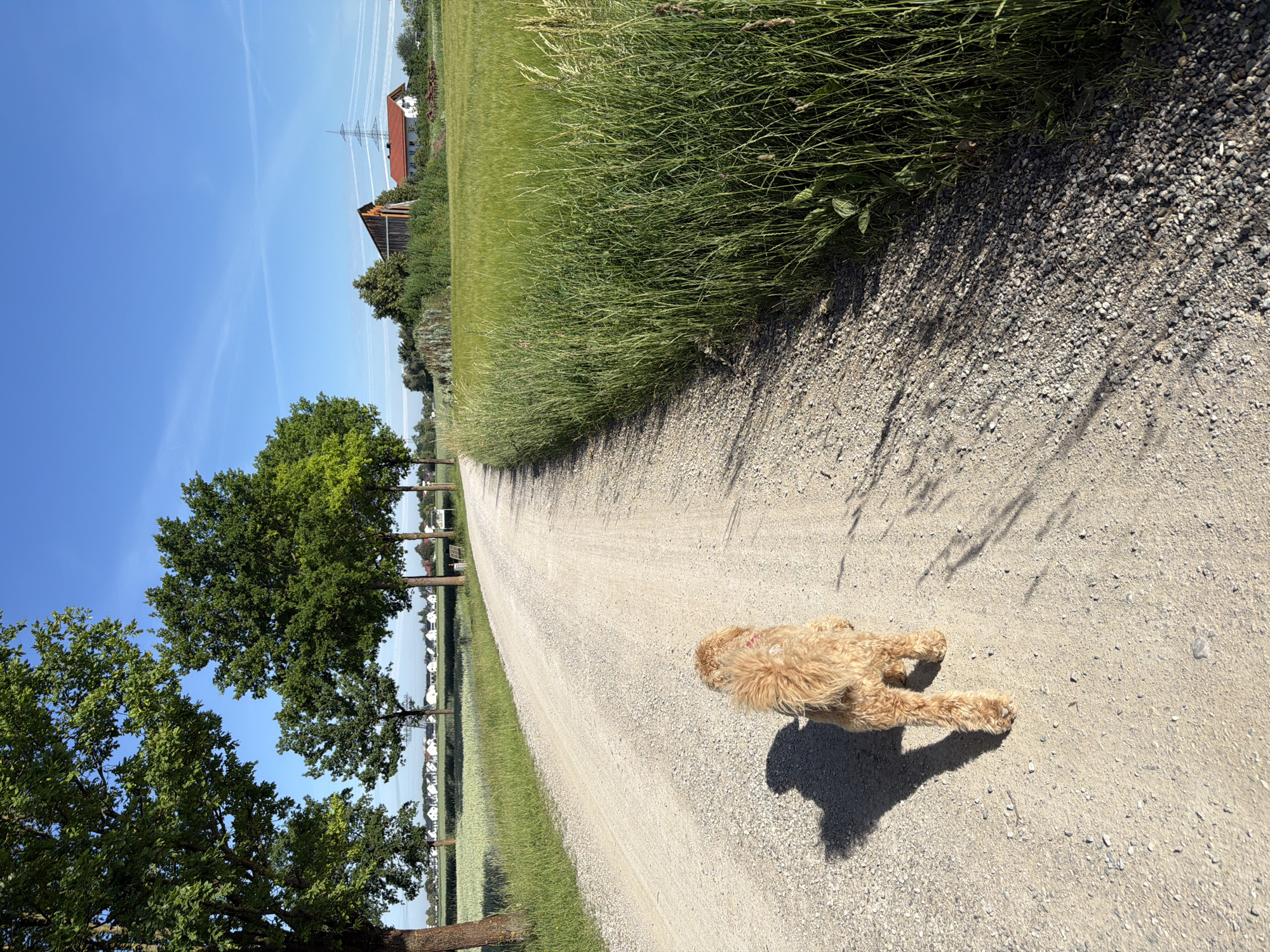 A small, light brown dog with curly fur is walking away from the camera on a gravel path in Poing, Germany. The dog is viewed from behind and is casting a shadow to its left. The path curves to the right and is bordered by a field of green grass and crops on the right and a line of trees on the left. In the distance, across the fields and beyond the trees, there are houses and buildings, including a barn and a red-roofed house. The sky is clear and blue with a few faint white clouds. The sun is shining, creating sharp shadows on the path.