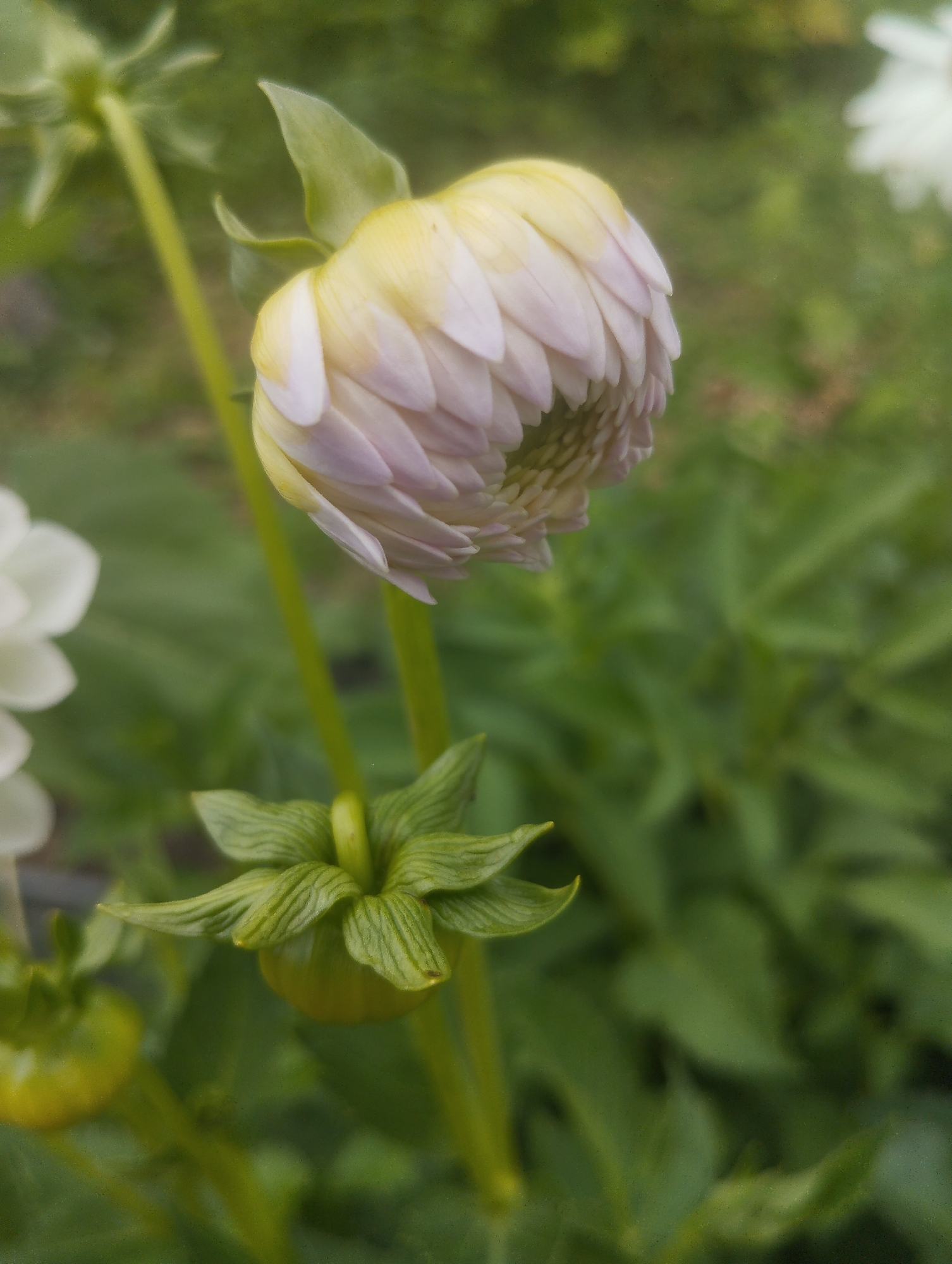 An extreme close-up, vertical, eye-level shot of a light pink dahlia bud is captured against a soft, blurred green background. The dahlia bud, positioned on the right side of the frame, is partially open, revealing delicate, layered petals that transition from a pale yellow at the base to a soft pink at the tips. The intricate texture of the petals is clearly visible. Below the bud, a cluster of green sepals is also in focus, with distinct veining on their surfaces. A faint, out-of-focus white dahlia is visible in the upper right corner of the image. The scene is located in Lobnya, Russia.