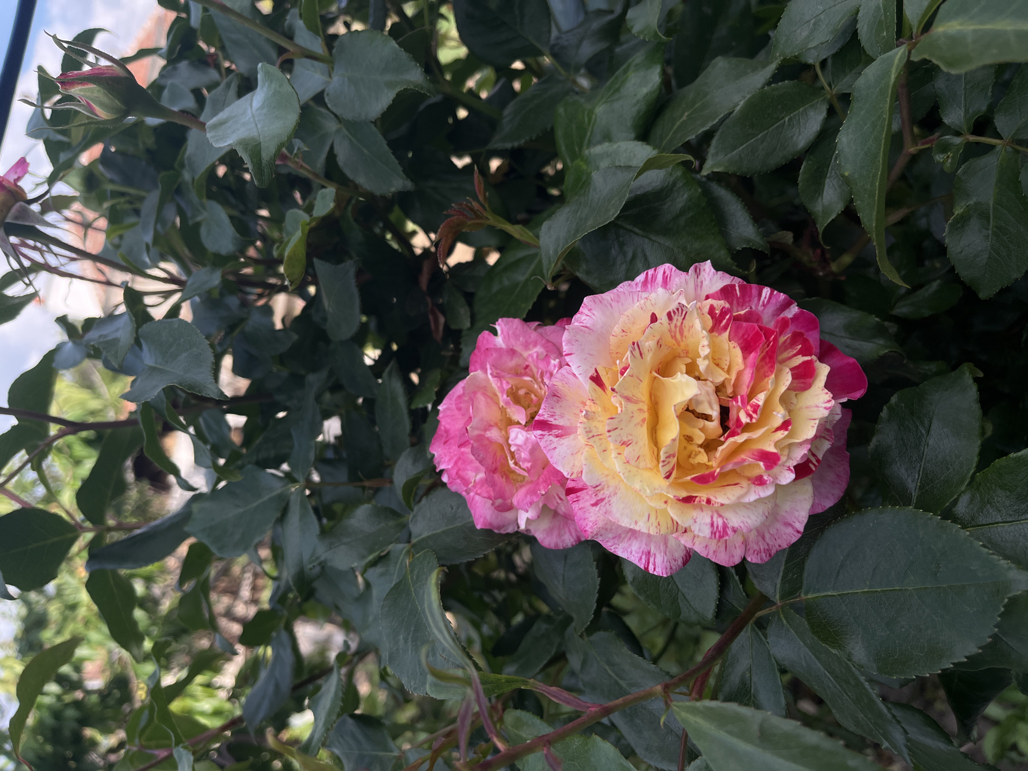 The image depicts two roses in a garden setting. The roses are multi-colored with shades of pink, yellow, and white. The petals appear to be ruffled. The roses are surrounded by green leaves. The background includes foliage and a glimpse of the sky. The location is Lozarevo, Bulgaria. There are no people visible in the image.