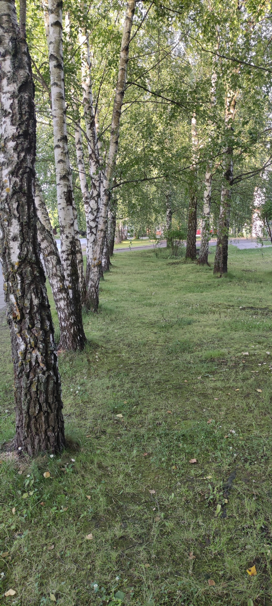 The image depicts a row of birch trees lining a grassy area in the city of Rosinka, Russia. The trees have distinct white bark with dark markings. The grass is green and appears to be mowed, with some fallen leaves scattered on it. In the background, a paved surface, possibly a road or sidewalk, is visible, along with more trees and vegetation. There are no people or animals present in the scene. The lighting suggests it is daytime, with sunlight filtering through the leaves of the trees.