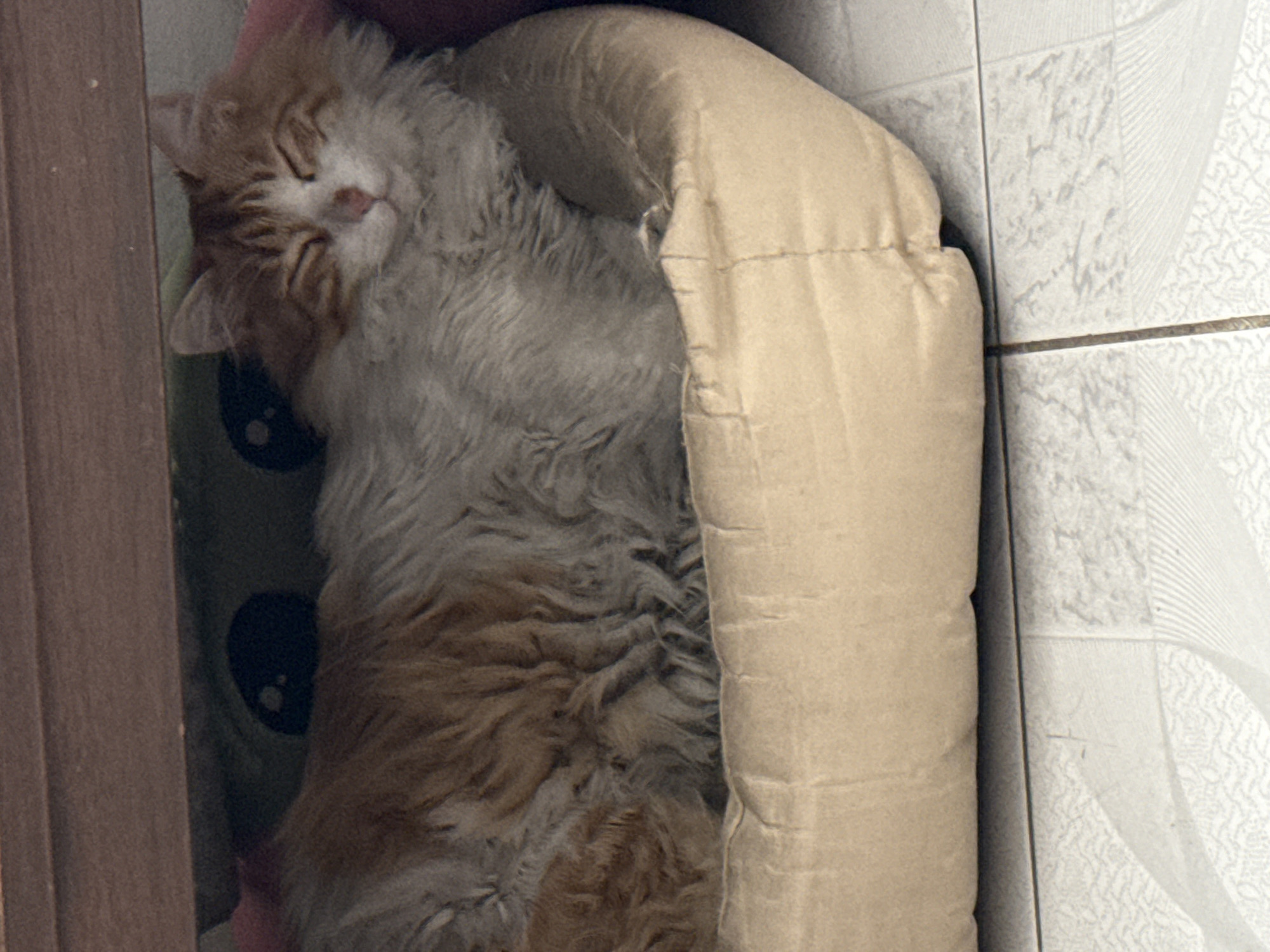 An orange and white long-haired cat is nestled in a beige, quilted cat bed within a corner created by a wooden cabinet and a tiled wall. A green stuffed toy with large, black eyes is partially visible beneath the cat's head. The scene is indoors. The location is unknown, and there is no information about Puebla, Mexico, in the image.