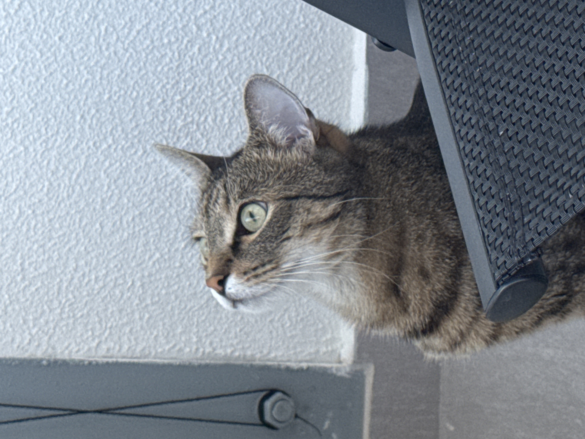 A close-up, eye-level shot captures a tabby cat with green eyes looking upwards, its head angled towards the left of the frame. The cat's fur is a mix of brown, black, and grey stripes, with distinct markings around its eyes and on its face. Its ears are perked, suggesting attentiveness. In the foreground, a portion of a dark, woven outdoor chair is visible, with its textured surface filling the bottom right of the image. The background consists of a textured, light-colored wall, likely a building exterior, and a dark, vertical structure to the left which has two thin lines running parallel down it, one of which appears to be attached to a circular object. The lighting suggests it is daytime, with soft illumination. The image does not contain any elements that would allow for the specific identification of Bratislava, Slovakia.