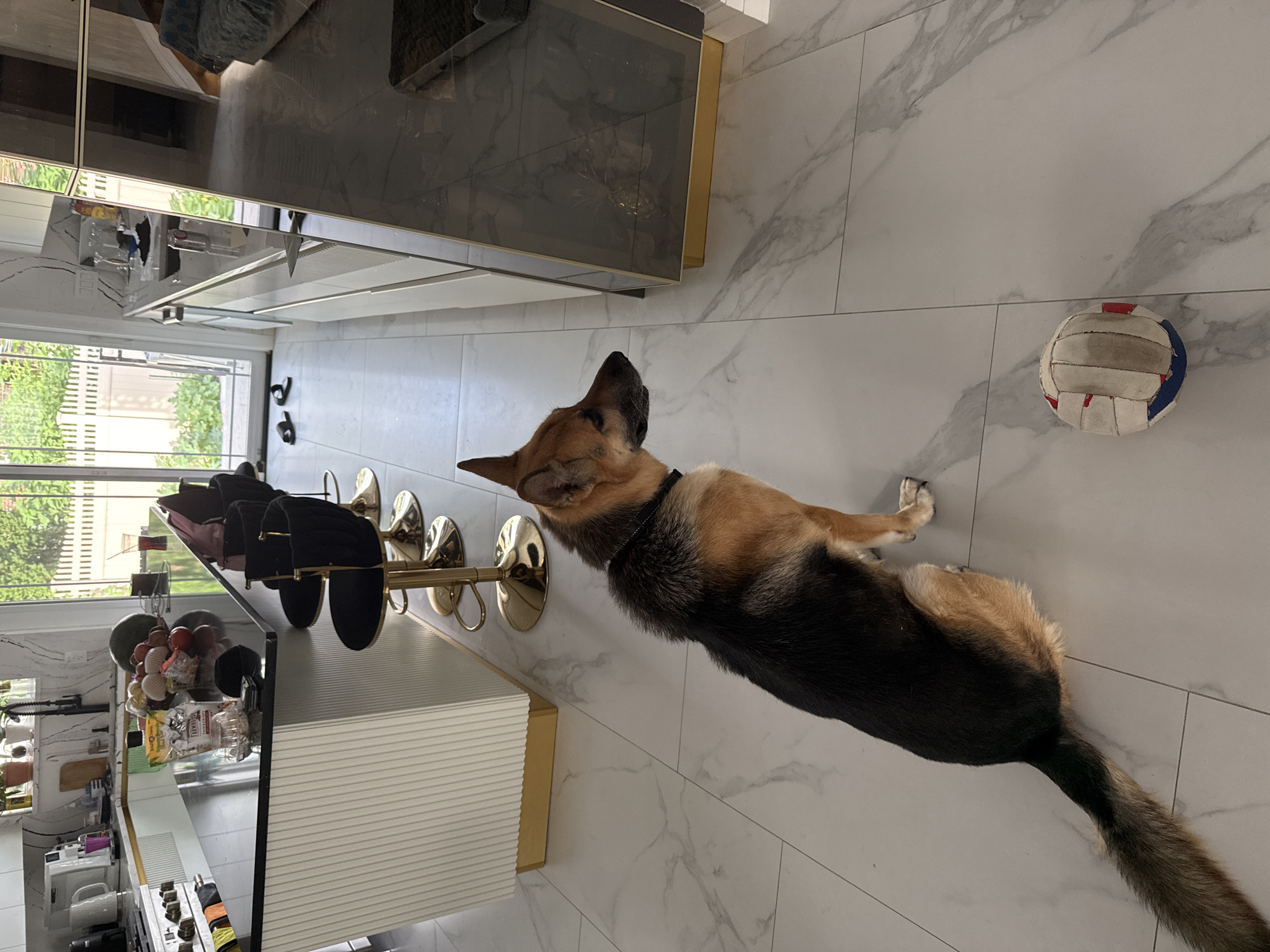 In a modern, well-lit kitchen with white marble tile floors, a German Shepherd dog sits facing the right side of the frame, looking towards a volleyball resting on the floor in front of it. The dog is black and tan with a black collar. The kitchen features a sleek black countertop island with gold-accented bar stools. In the background, a large window overlooks a green, leafy outdoor space with a white picket fence. The overall environment suggests a clean and contemporary living space.