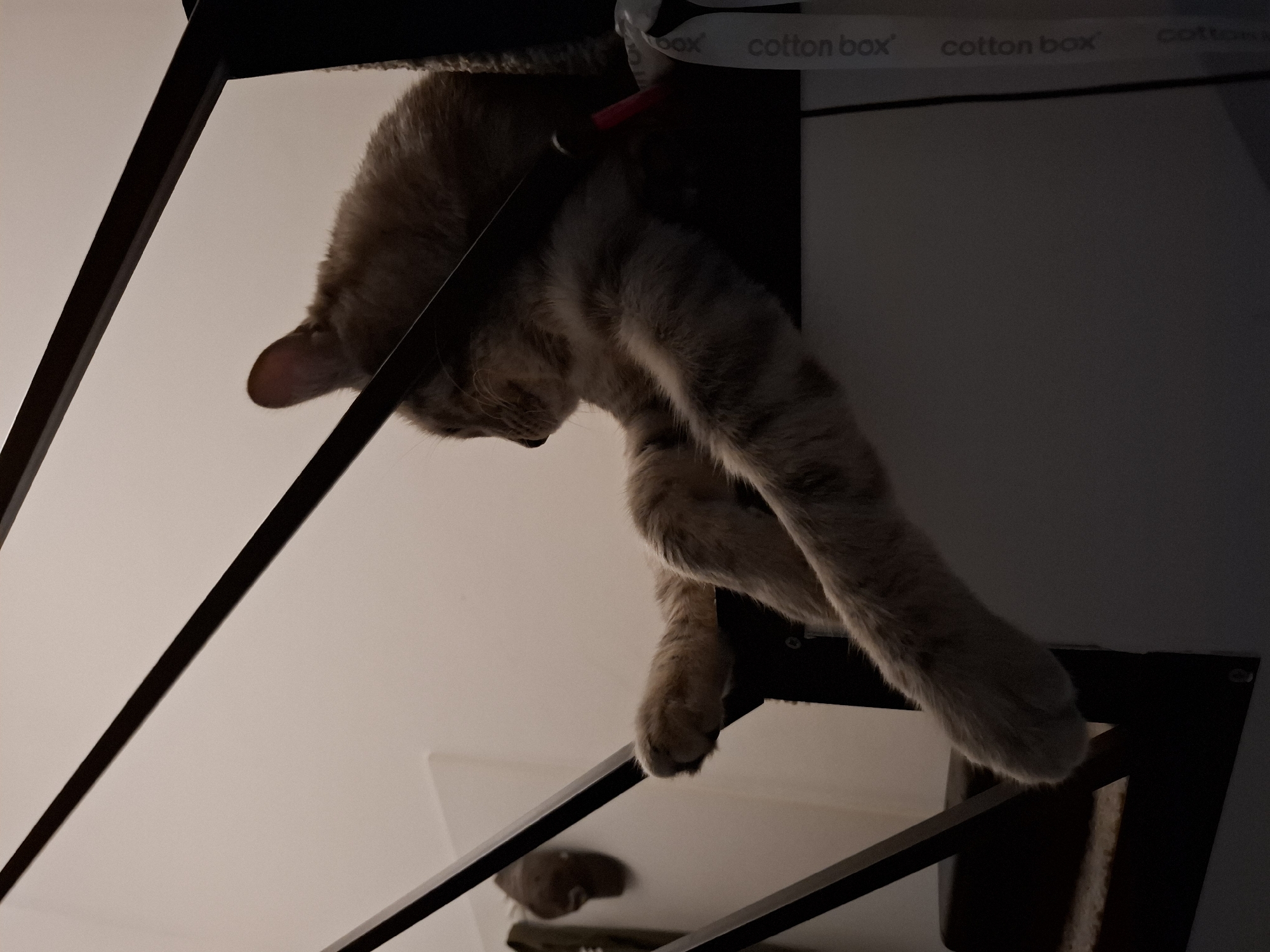 An orange tabby cat is resting on a white surface next to a dark railing, its body angled to the right. The cat's front legs are extended, with one paw dangling over the edge. The background is a plain, light-colored wall. The scene appears to be an indoor staircase. There are no people visible in the image. The location is not specified in the image.