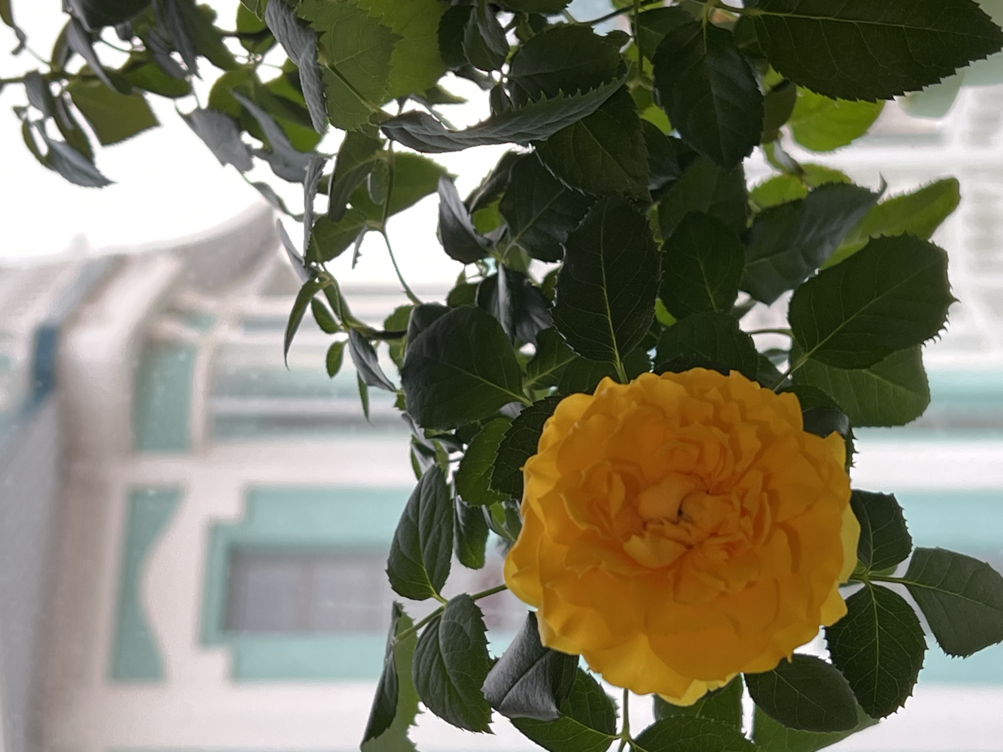 A close-up shot features a vibrant yellow rose in full bloom, surrounded by lush green leaves. The flower and foliage are positioned in the foreground, partially obscuring a blurred view of a building exterior in the background. The building appears to be a multi-story structure with a white facade and aqua-colored decorative panels. The architectural style suggests a residential or commercial building. The location is identified as Chaikovsky, Russia. The image suggests an indoor setting with the rose bush placed near a window, allowing natural light to illuminate the flower and leaves. There are no people visible in the frame.