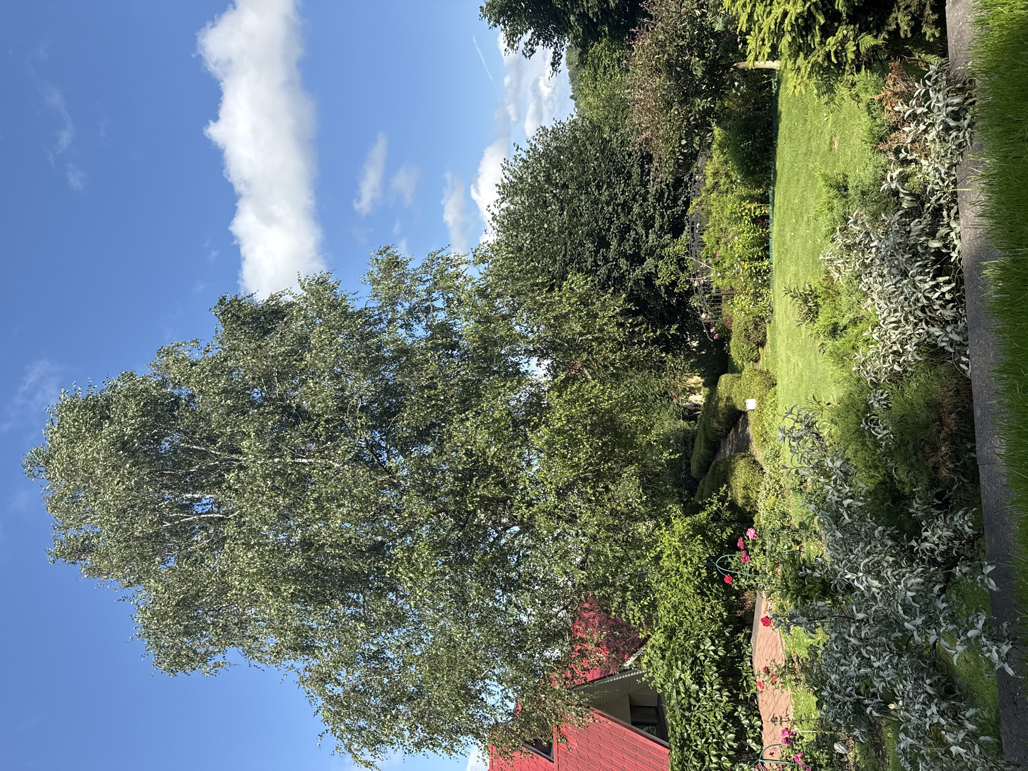 The image depicts a lush, well-maintained garden on a clear, sunny day. A large birch tree with a full canopy of green leaves dominates the center of the frame, its white bark visible. To the left, a portion of a house with a vibrant red tiled roof is visible, nestled behind dense green hedges. In the foreground, a neatly manicured lawn is surrounded by various plants and flowers, including rose bushes with pink blooms and low-lying silver-leafed shrubs. A winding brick path can be seen leading through the garden, bordered by more manicured bushes and flower beds. In the background, a dense line of various trees forms a natural backdrop under a bright blue sky dotted with fluffy white clouds. The scene appears to be a private residence or a park, showcasing a serene and verdant outdoor space. The location is identified as Yukki, Russia.