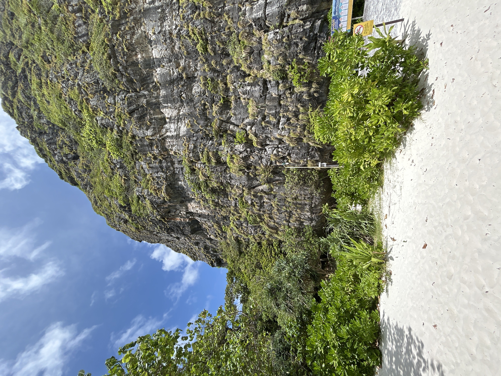 This is a photograph taken at Maya Bay, located in the Phi Phi Islands, Krabi Province, Thailand, which is near Ao Nang. The image captures a dramatic view of a towering limestone cliff face covered in lush green vegetation. The cliff dominates the right side of the frame, showing its rough, textured surface with various plants clinging to it. In the foreground, a pristine white sandy beach stretches across the bottom of the image, with gentle ripples from the tide. Dense green foliage, including leafy bushes and some palm-like plants, grows at the base of the cliff, bordering the beach. The sky above is a vibrant blue, dotted with wispy white clouds. A thin, vertical yellow pole with a sign is visible on the right side of the frame, partially obscured by the foliage, indicating a possible restricted area or information point. No people are visible in the image. The overall scene conveys a sense of natural beauty and tropical serenity.