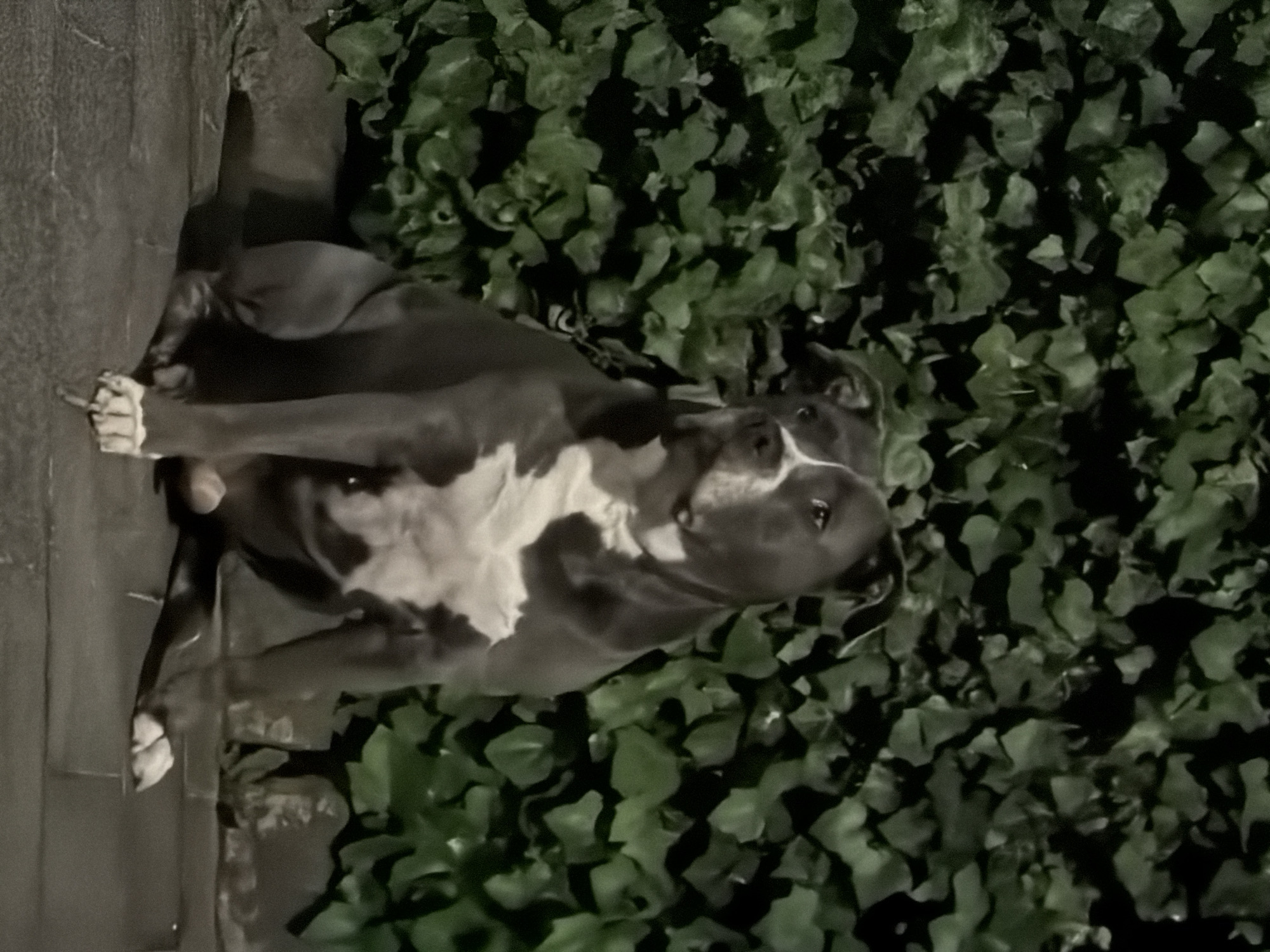 A medium-sized, short-haired dog with gray and white markings is lying down, possibly on a stone or concrete surface. The dog is positioned next to a patch of green ivy. The location of the image is not provided.
