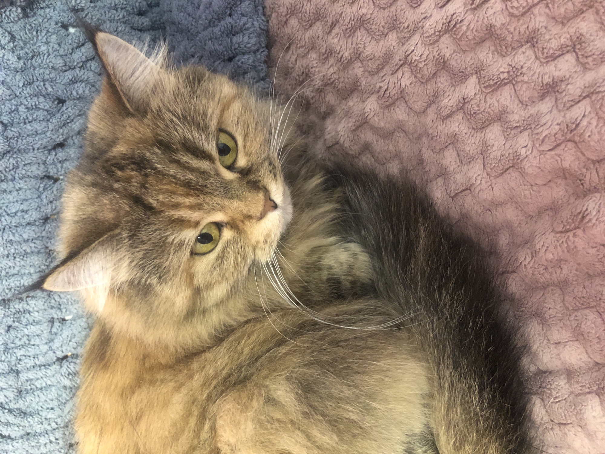 The media file shows a close-up, overhead shot of a long-haired cat with golden eyes. The cat is lying down on two different textured blankets, one is a blue, fuzzy blanket and the other is a dusty rose colored, dimpled blanket. The cat's fur is a mix of brown, tan, and black stripes, with white whiskers fanning out from its muzzle. The cat's left ear is visible and has a small tuft of dark fur at the tip. Its body is curled, and its tail is not fully visible. The cat appears to be relaxed, with its gaze directed slightly to the right of the frame. The lighting is soft and diffused, suggesting an indoor setting, possibly a home. There is no visible text in the image. The focus is on the cat and its luxurious fur, as well as the contrasting textures of the blankets.