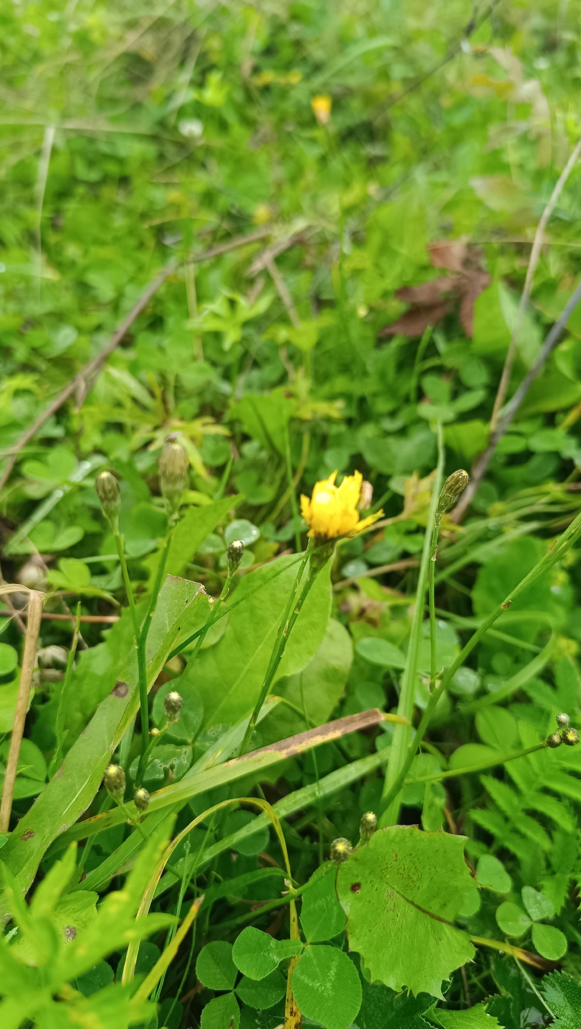 A close-up, vertical shot captures a single yellow flower with a fuzzy center, partially open, surrounded by a lush, green meadow. Several unopened flower buds, resembling small, green spheres on thin stalks, are scattered throughout the frame. The meadow is dense with various types of green foliage, including clover-like leaves and long, thin grass blades. The background is a blurred expanse of green, with hints of brown from a fallen leaf. Dewdrops are visible on some of the leaves, suggesting a recent rain or morning dew. The lighting is soft and diffused, typical of an overcast day. The scene is natural and appears to be in a rural or park setting.