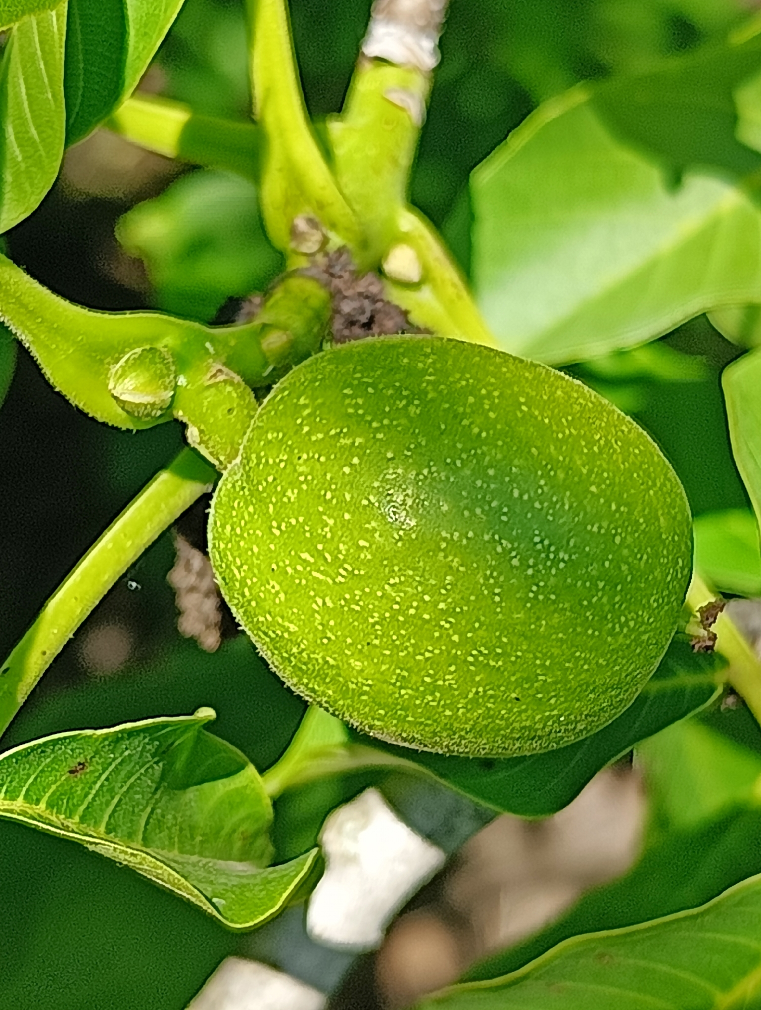 The image shows a close-up of a green, unripe walnut on a tree branch, surrounded by leaves. The walnut is oval-shaped and covered in fine, fuzzy hairs, with small, lighter green speckles across its surface. A green stem is visible to the left of the walnut, with some smaller, nascent walnuts or flower buds. The background is a blur of green leaves and darker shadows, suggesting a natural, outdoor setting. There are no people or animals visible in the image. The scene depicts a detail of plant life, likely in a garden or natural area. Without further context, the specific location within Biliaivka, Ukraine cannot be determined from the image alone.